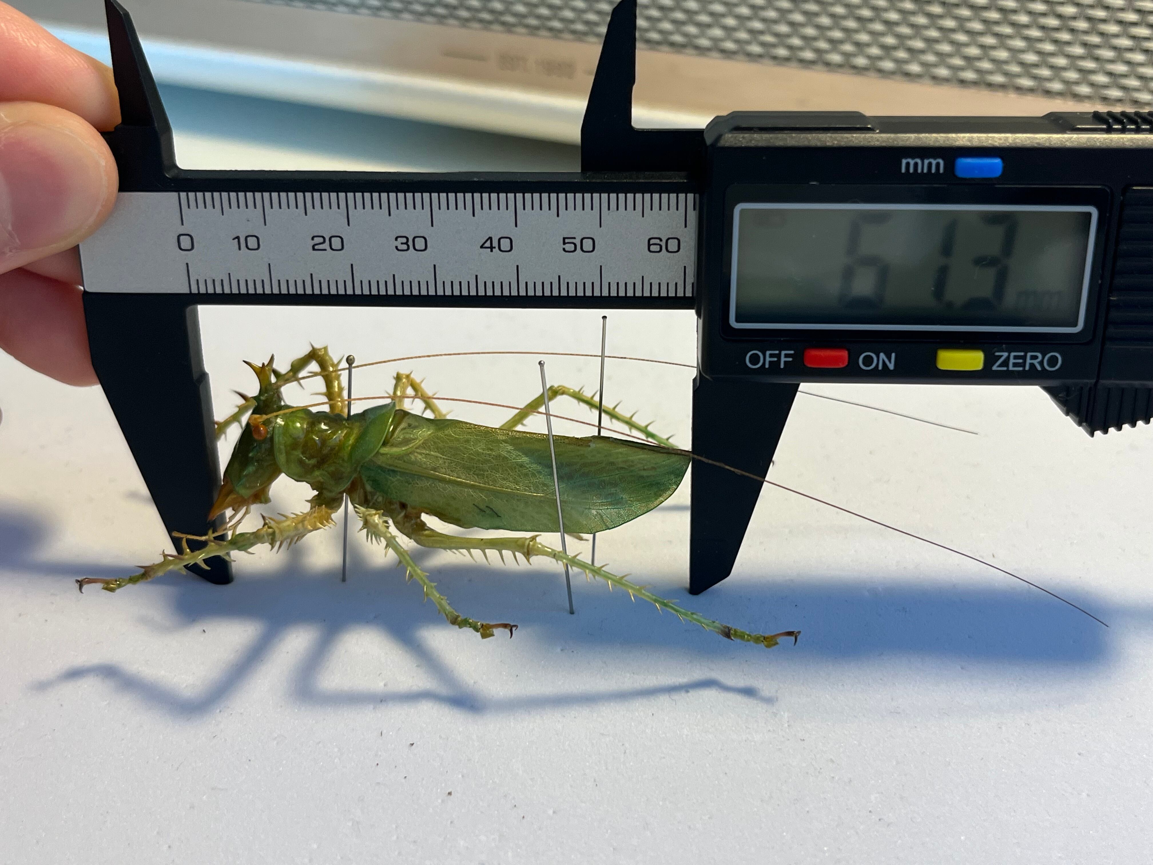 色残抜群】トゲアクマツユムシ リオック 直翅類 カマキリ マンティス