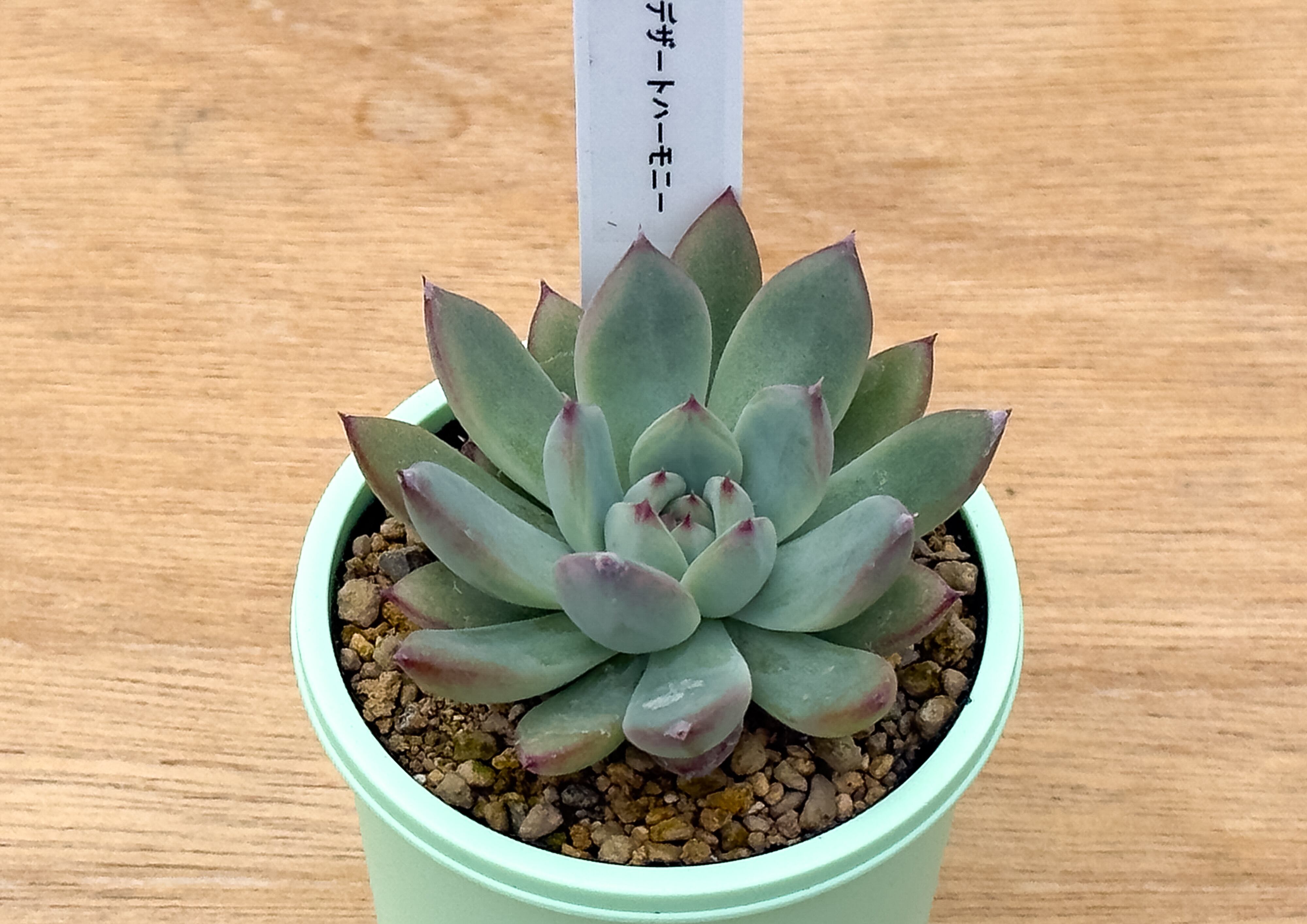 02.【札付き】コロラータ デザートハーモニー サボテン相談室 多肉植物 E コロラータ デザートハーモニー | クアトロ
