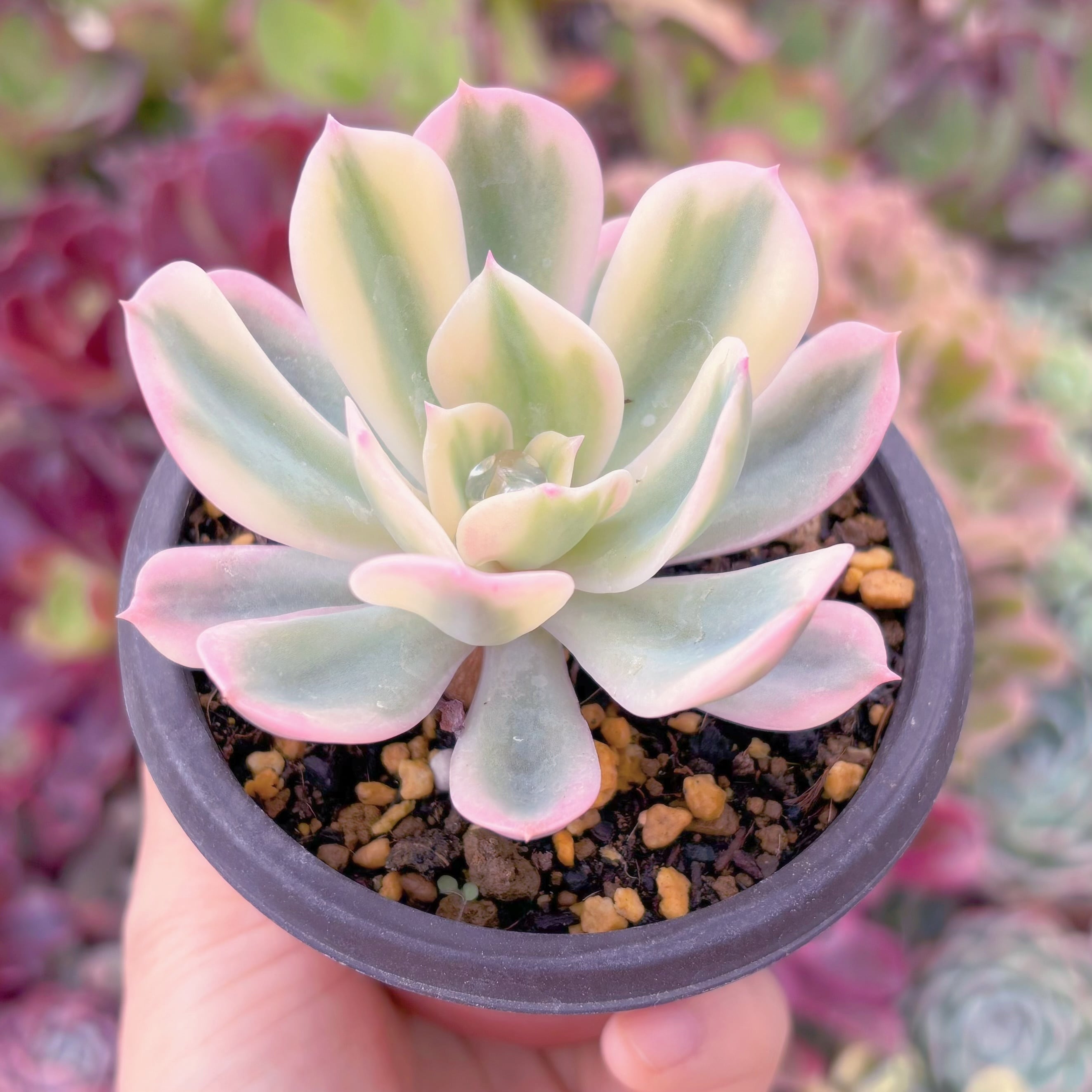 現品 七福神錦#A20 るる農園 | るる農園~多肉植物専門