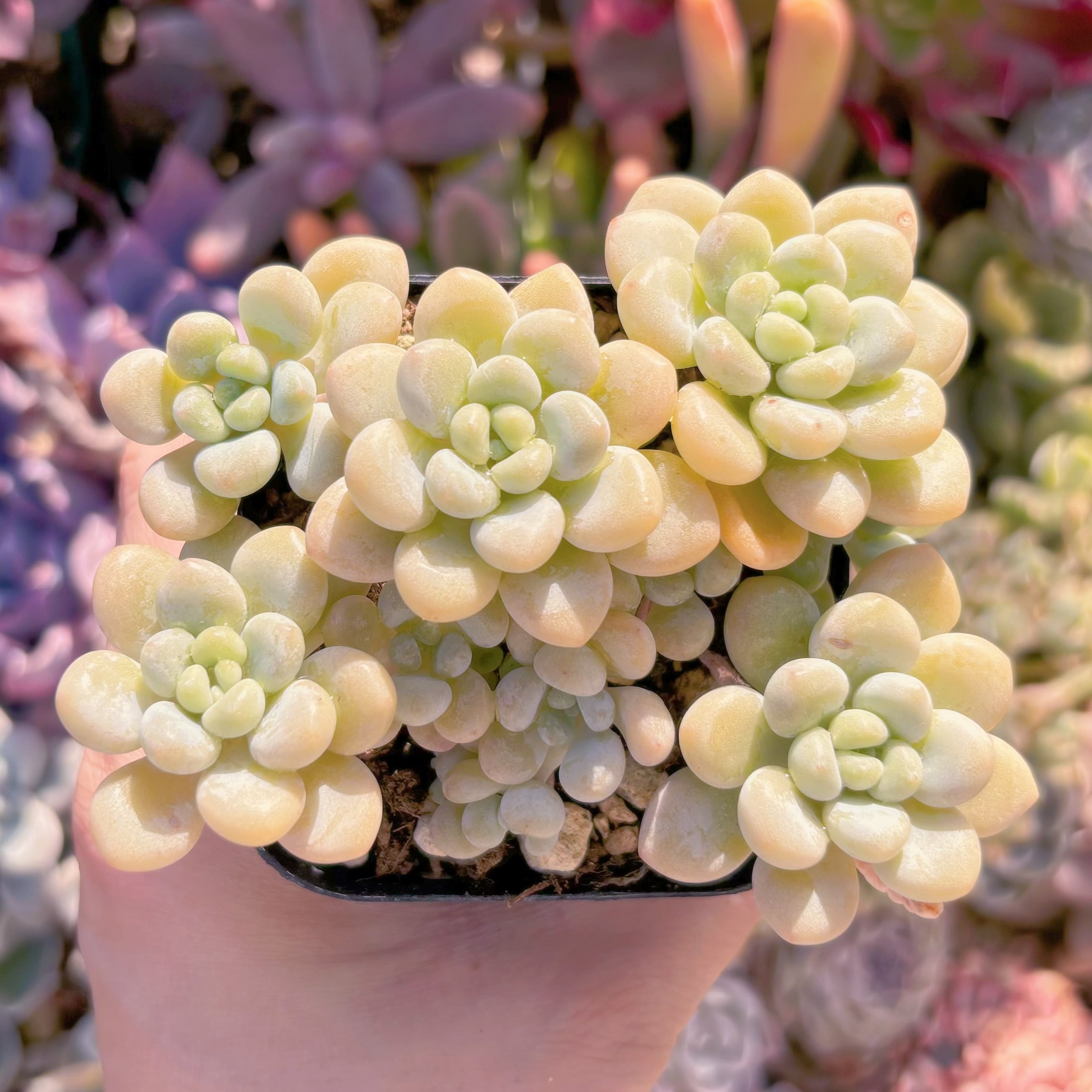 現品　チューインガム群生#285　群生　るる農園