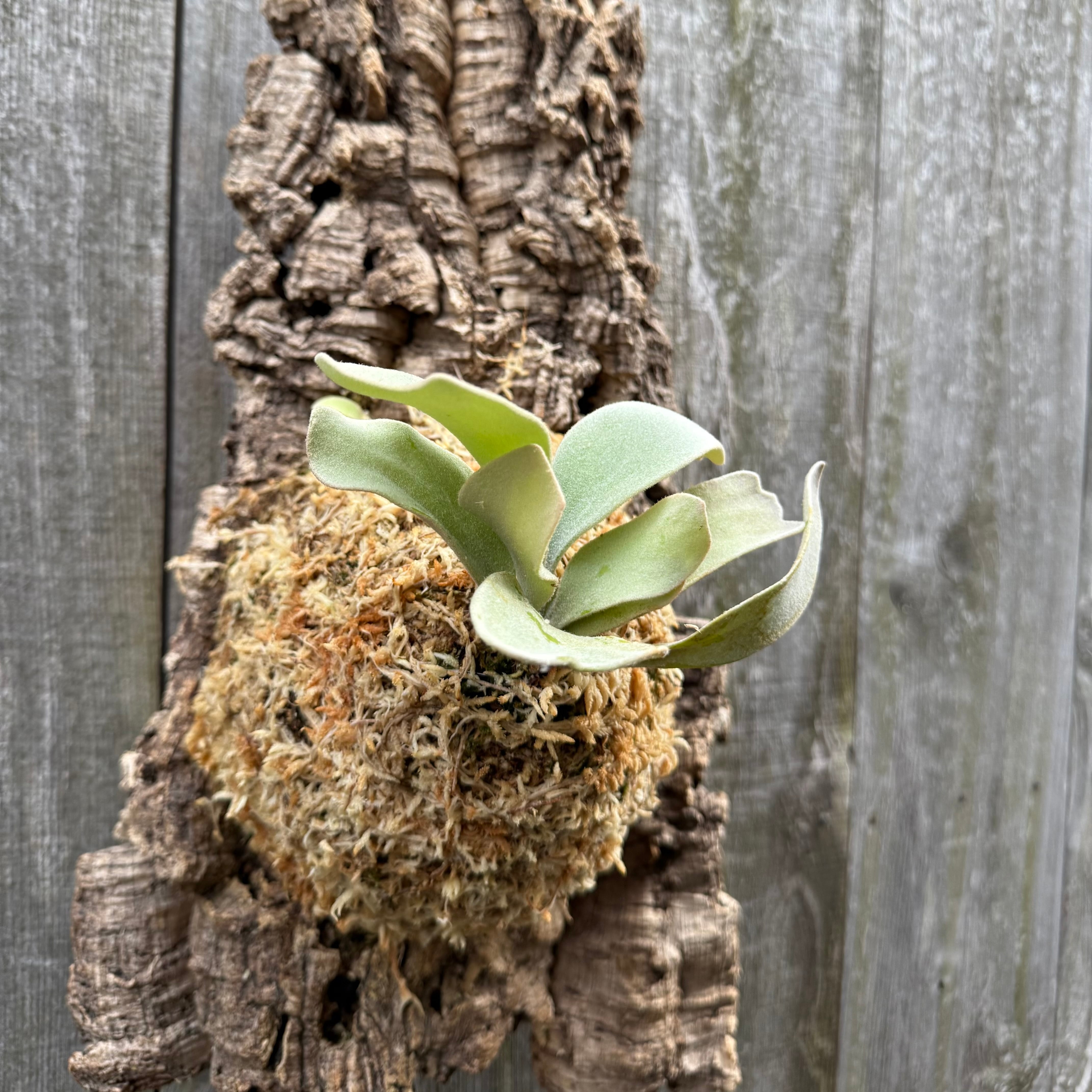 P. Lemoinei no shield (pup) | naturefix