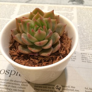 多肉植物 エケベリア サバレス　Echeveria Savarez NO.54