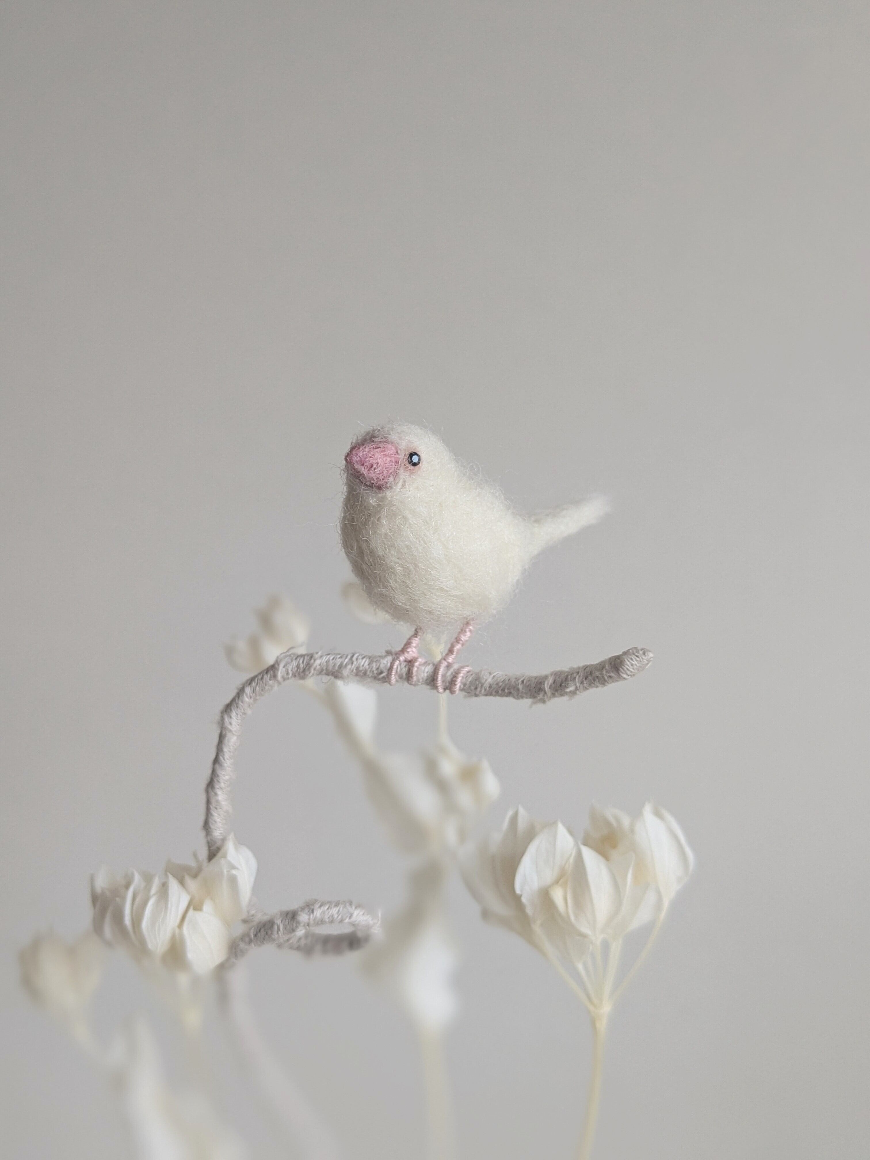 白文鳥