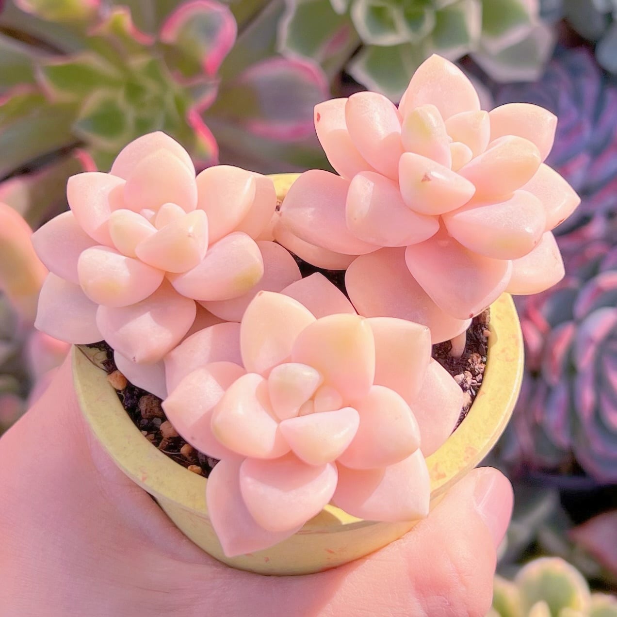 多肉植物　杏子美人錦(ピンク)　3頭　新入荷　るる農園