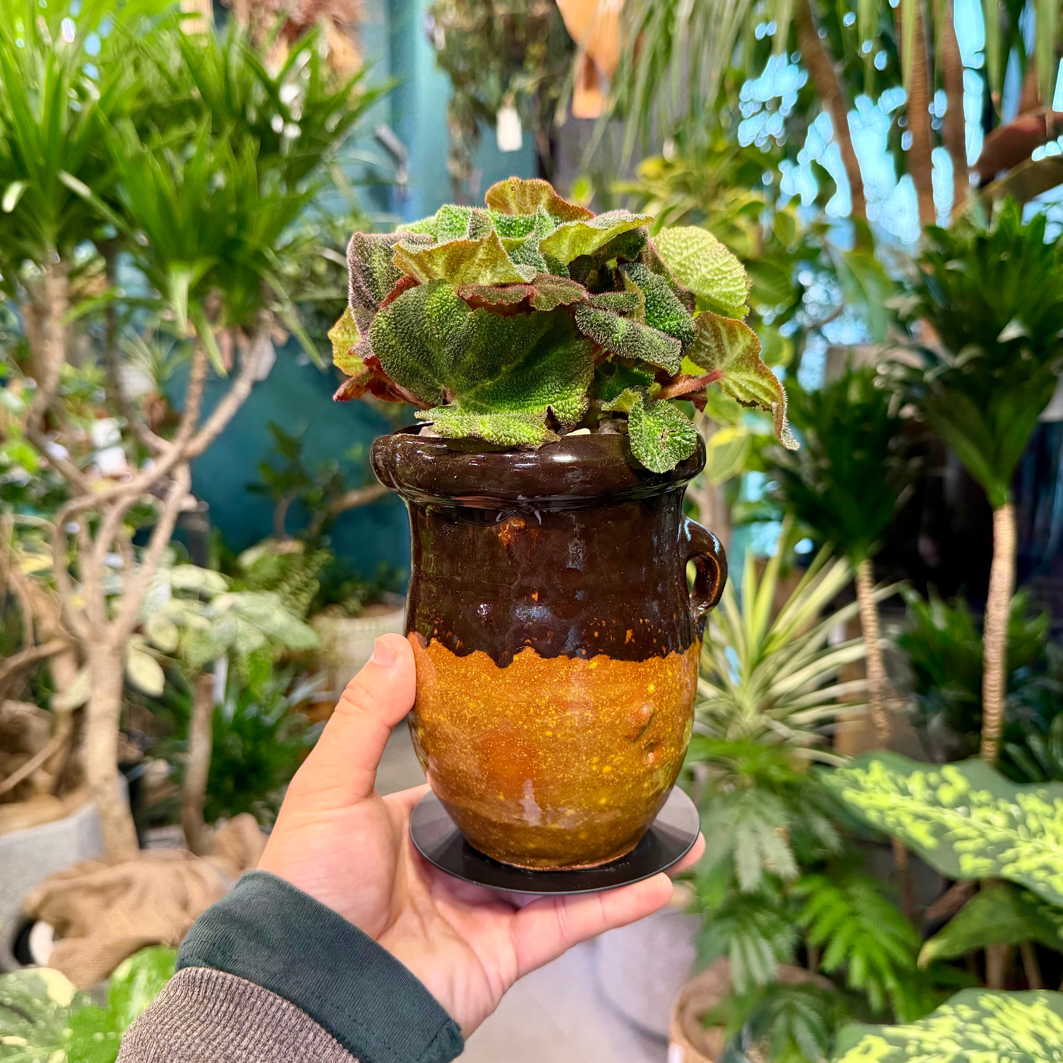 ベゴニア・ソリムタータ | barrelplants_BONSAI