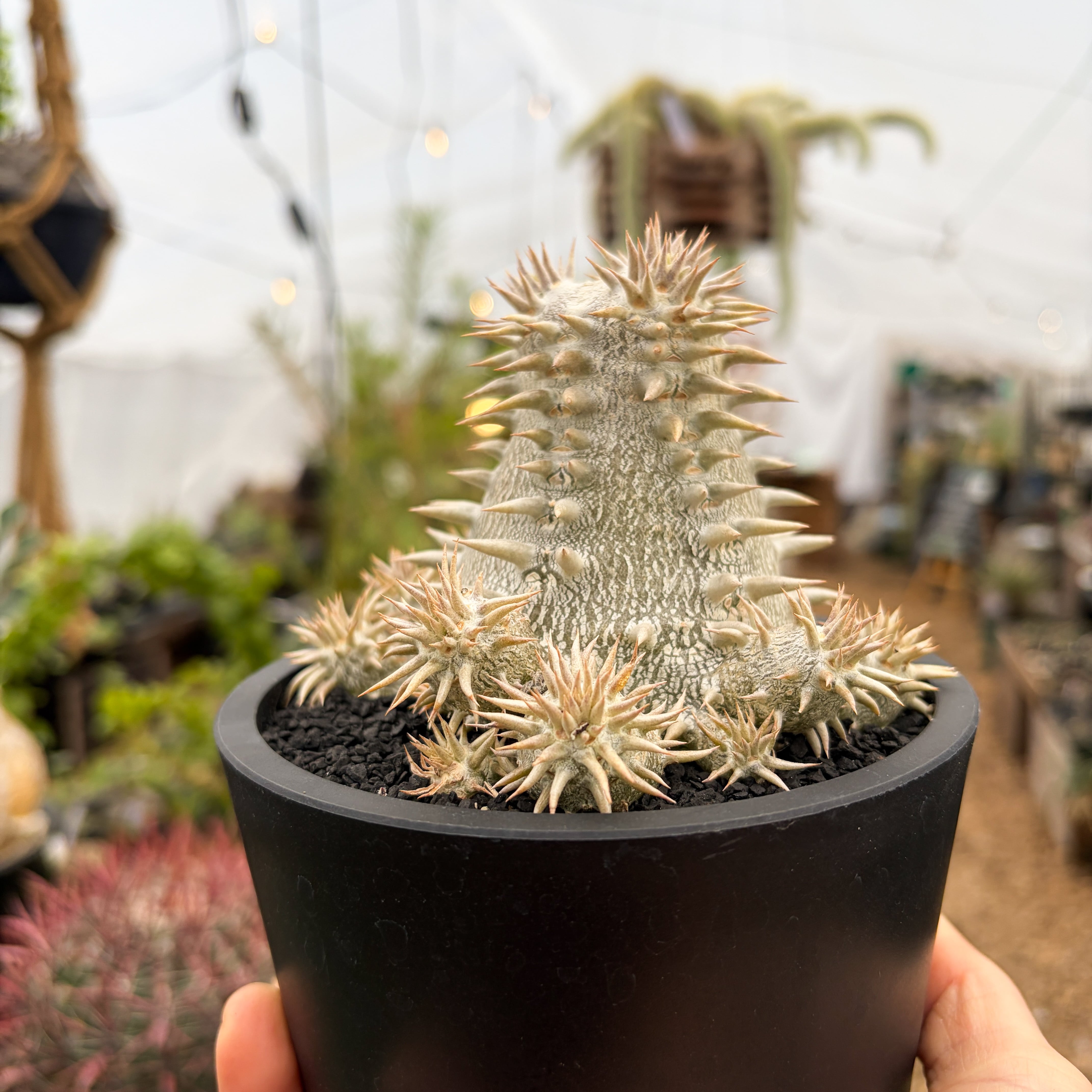 Pachypodium Densicaule【パキポディウム・恵比寿大黒・実生