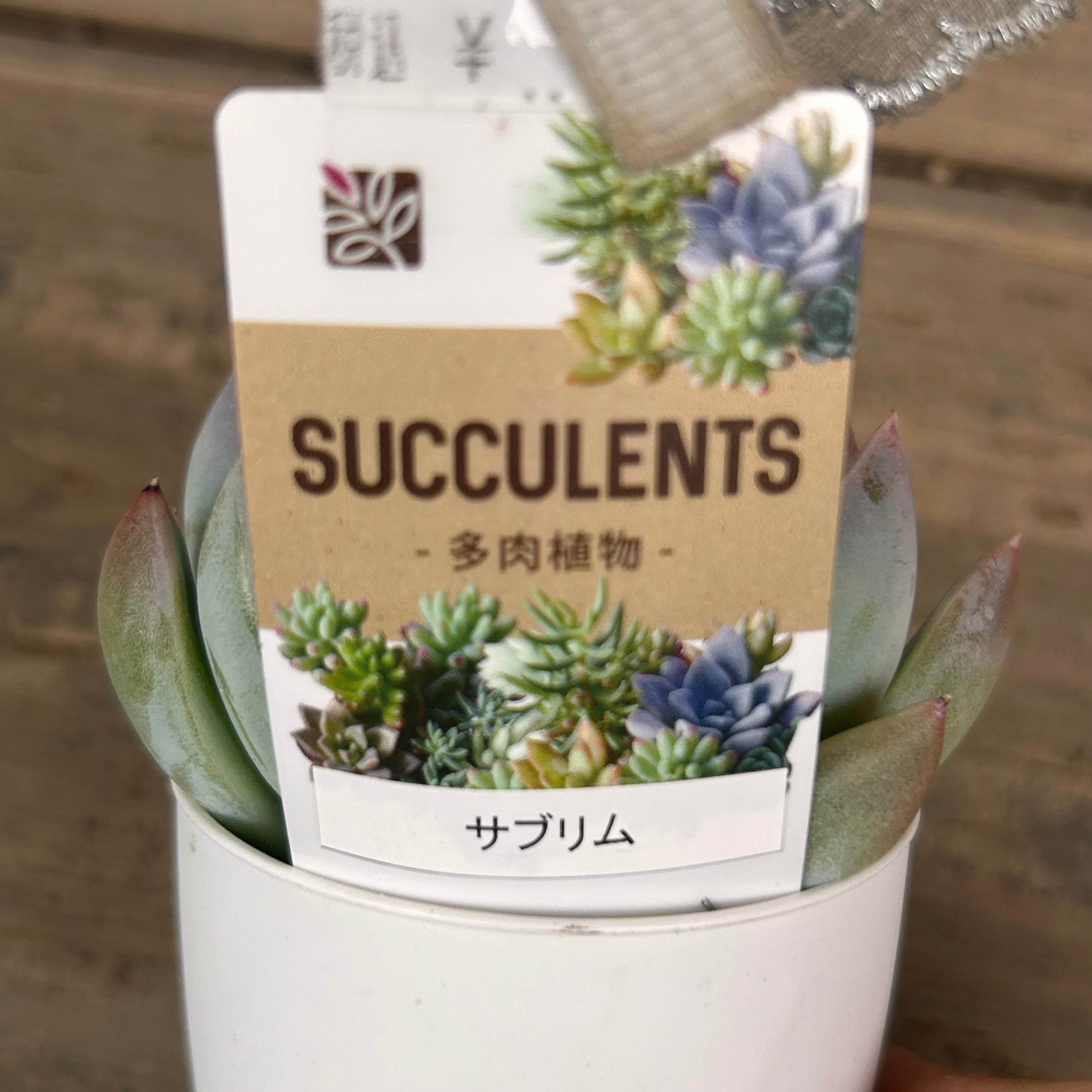 サブリム | RuPo 多肉植物専門店