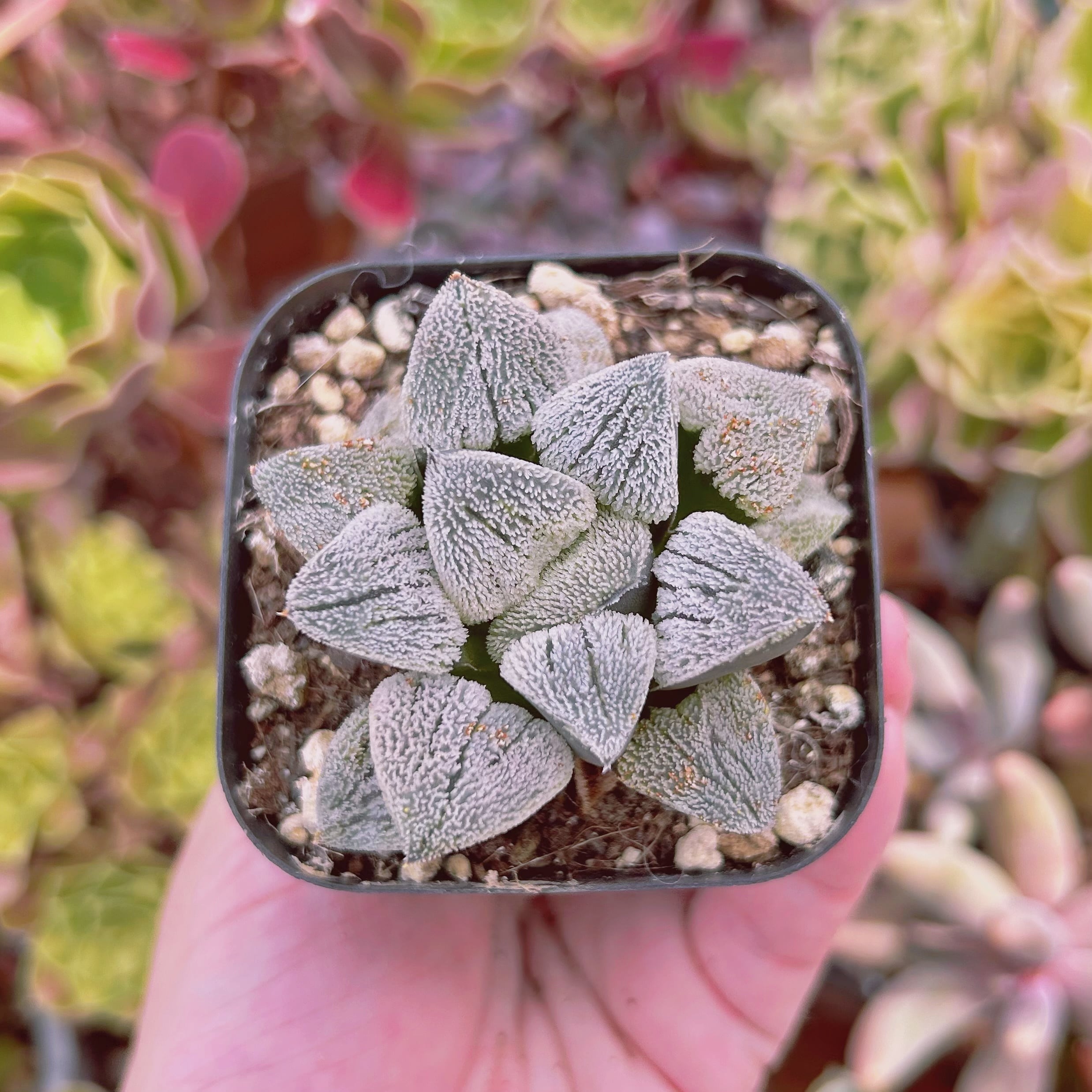 #2202現物　多肉植物　雪の里　抜き苗