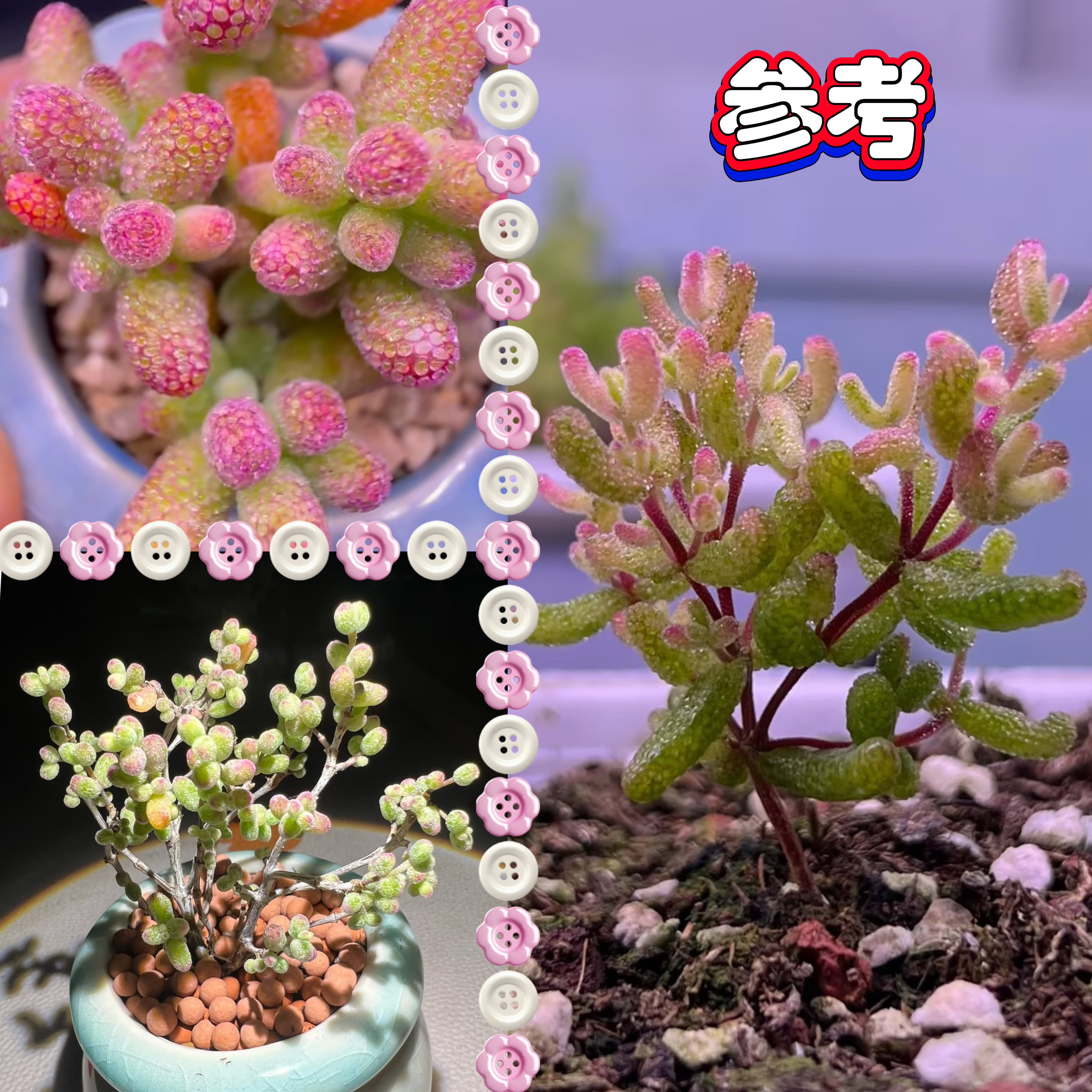 凛花ガーデン