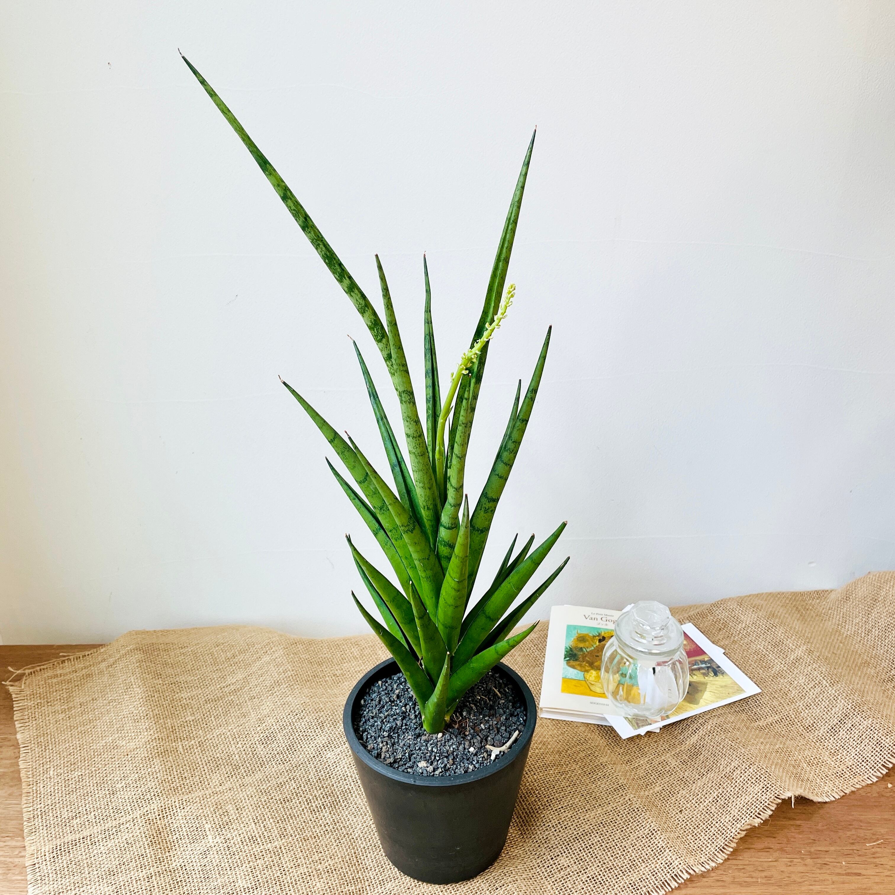 多肉植物 サンスベリア フランシシー 一点もの 現品発送 Borle Plants ボーレ プランツ