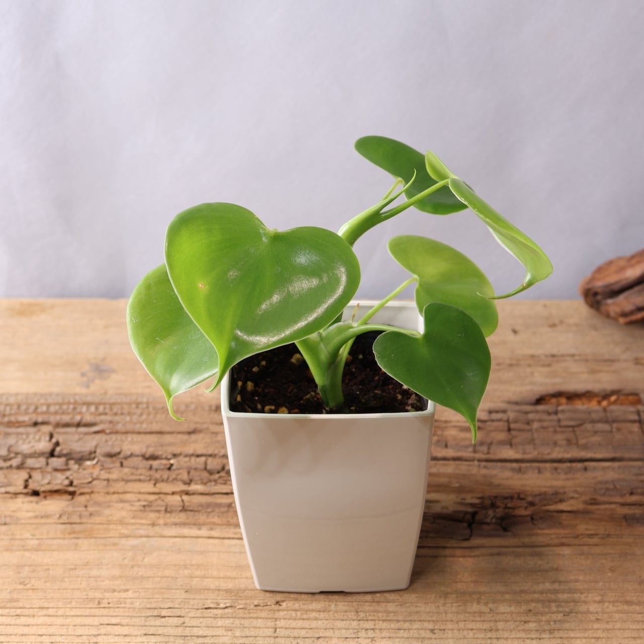 346 連なるハートリーフ『ハートフィロデンドロン Philodendron