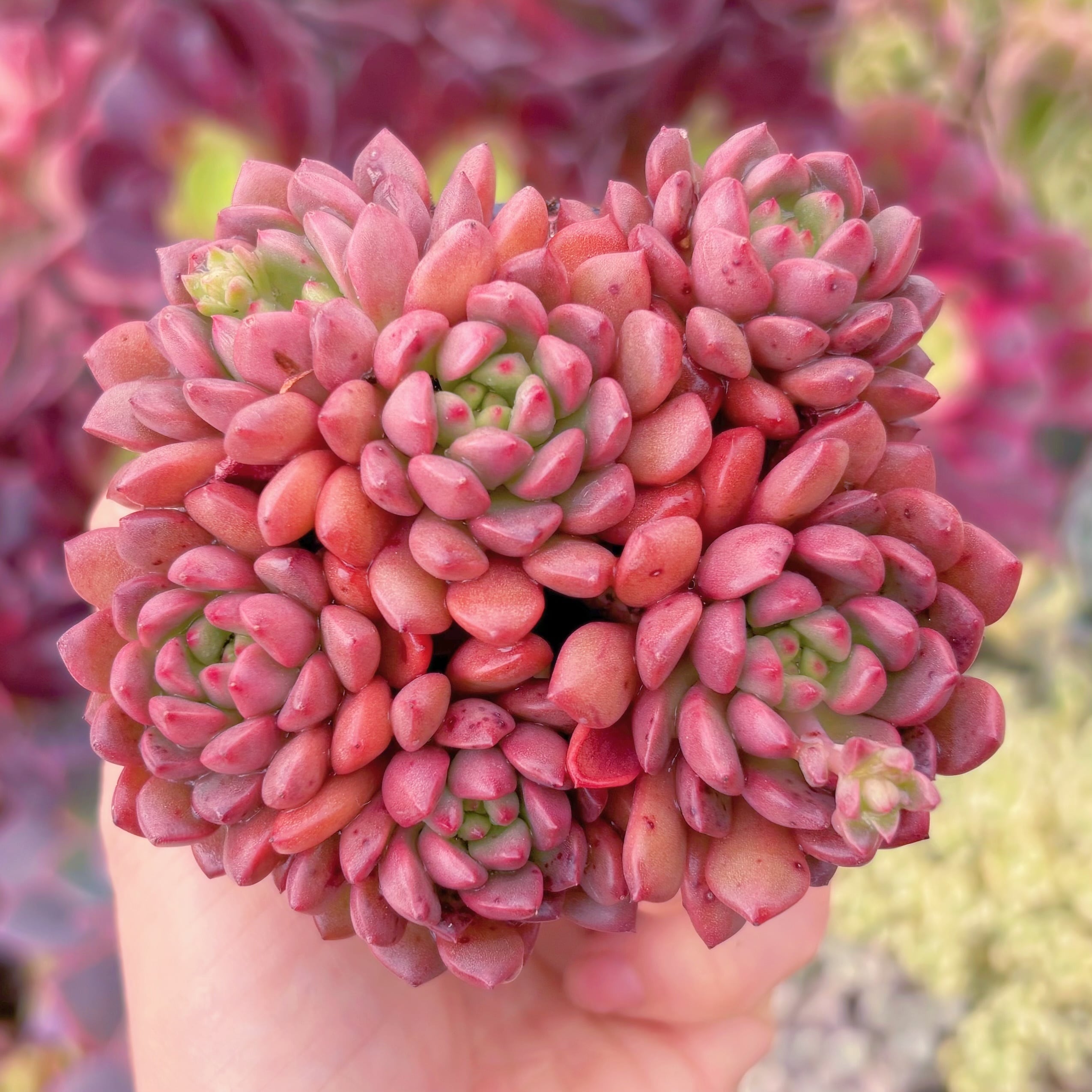 現品　ピンクルルビー#2002　群生　るる農園