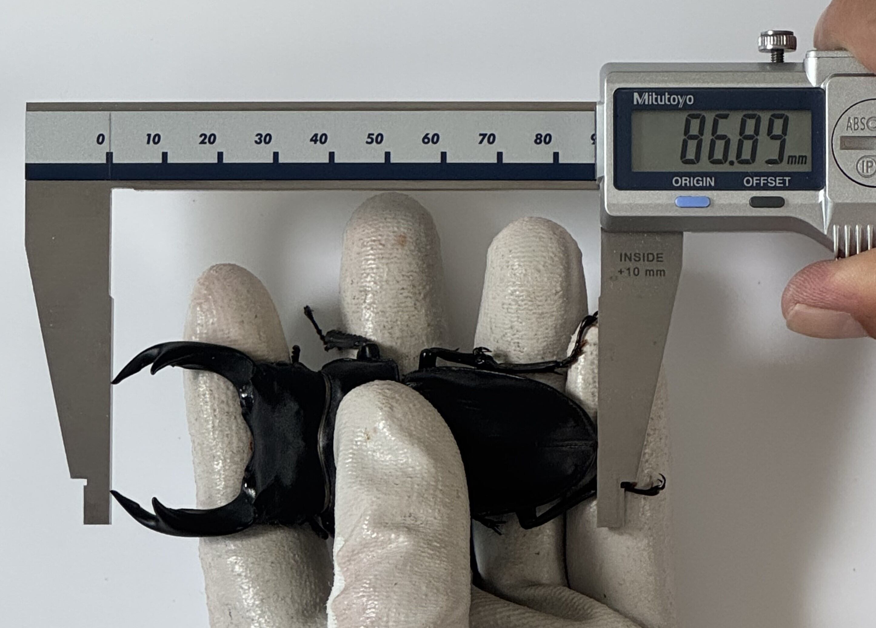 冷凍】ヤワゲネズミ SS 5匹セット | Pay ID