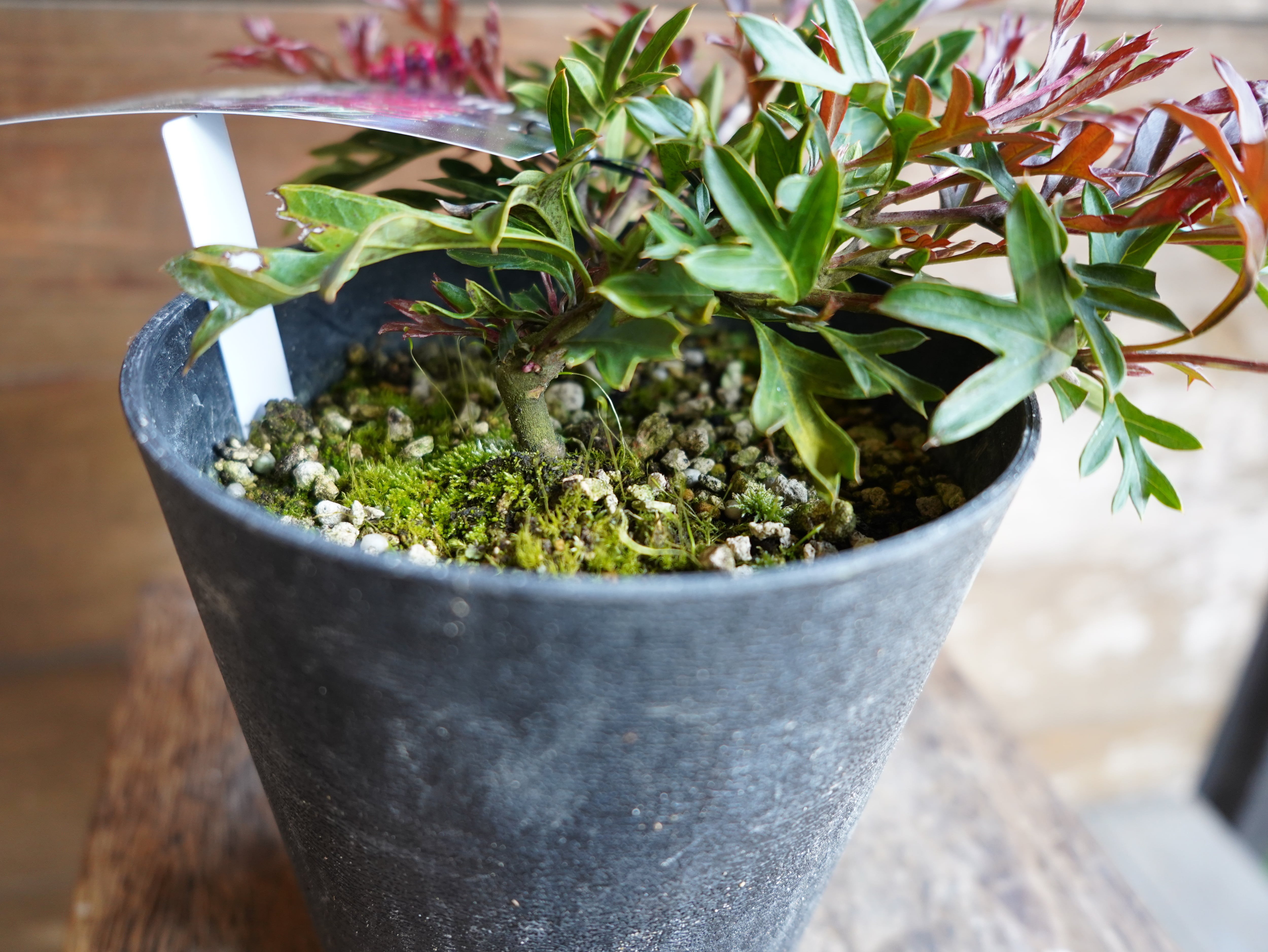 【現物】グレビレア　"ガウディチャウディ"　D