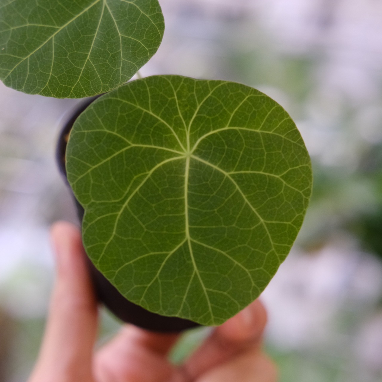 Stephania kaweesakii / ステファニア カウィーサキー⑥ / 観葉植物