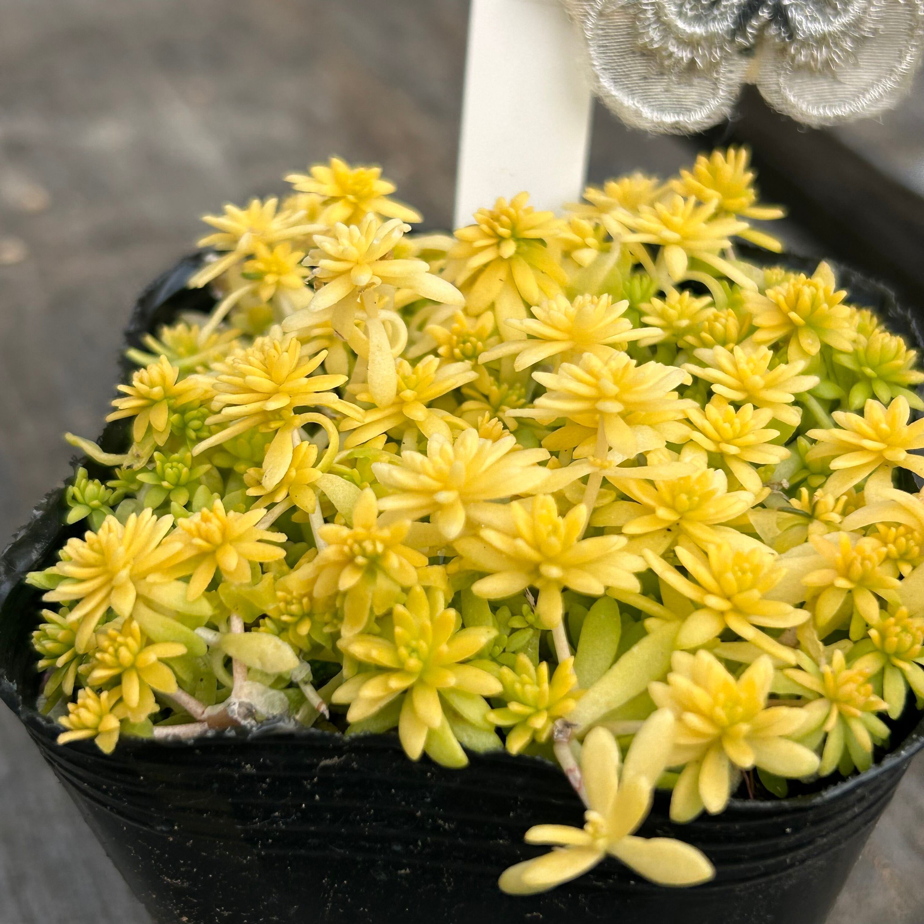 セダム ミモザ | RuPo 多肉植物専門店