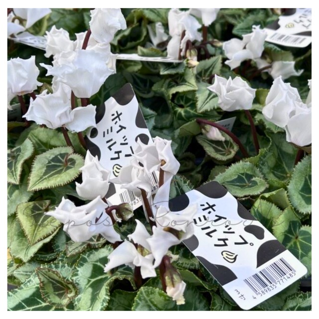 シクラメン：ホイップミルク（3号）ミニシクラメン苗　シルバーリーフ　ガーデンシクラメン　寄せ植え　冬の花　