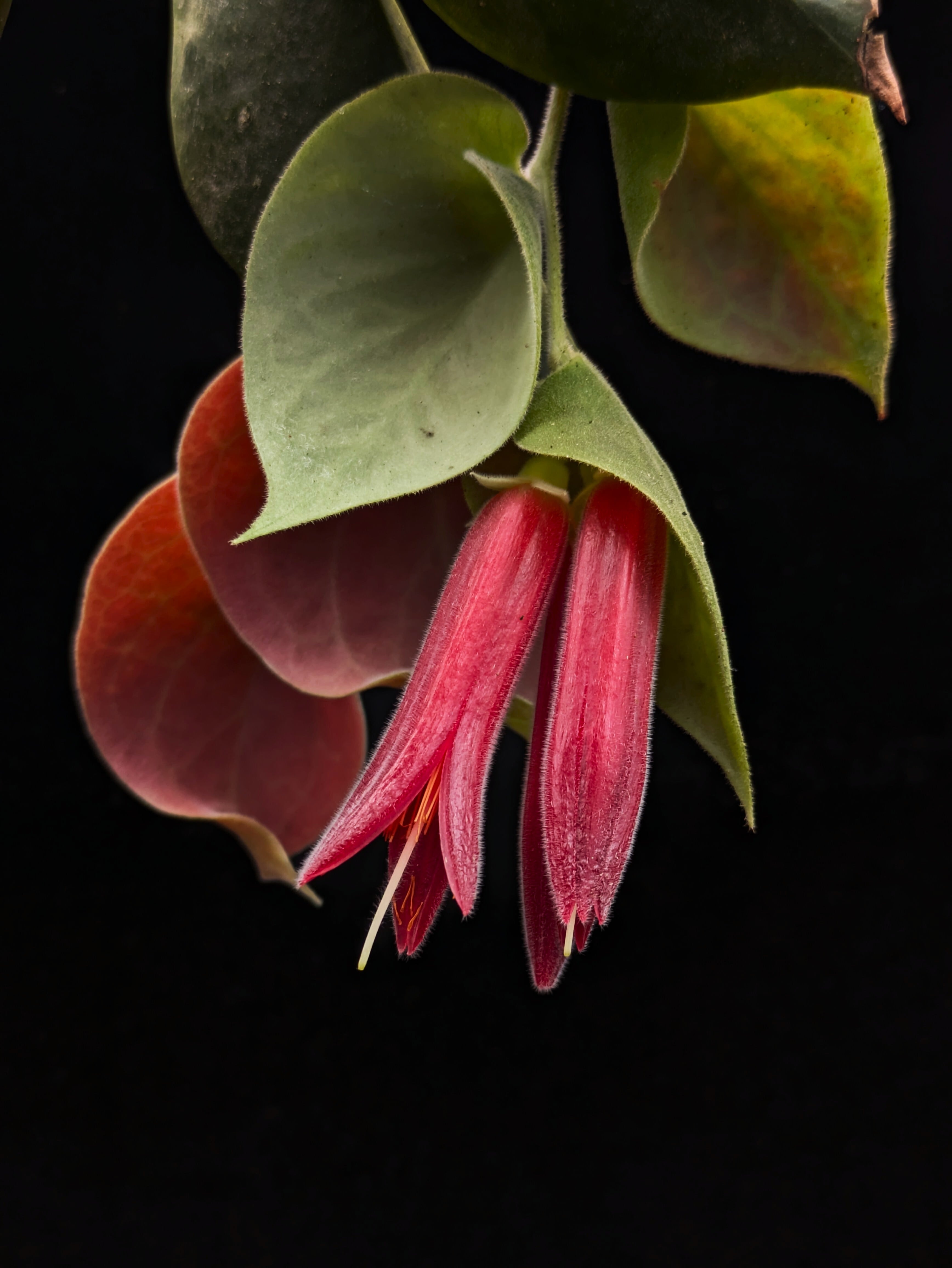 Ceratostema pendens 中株 | 伊藤蟻植物農園