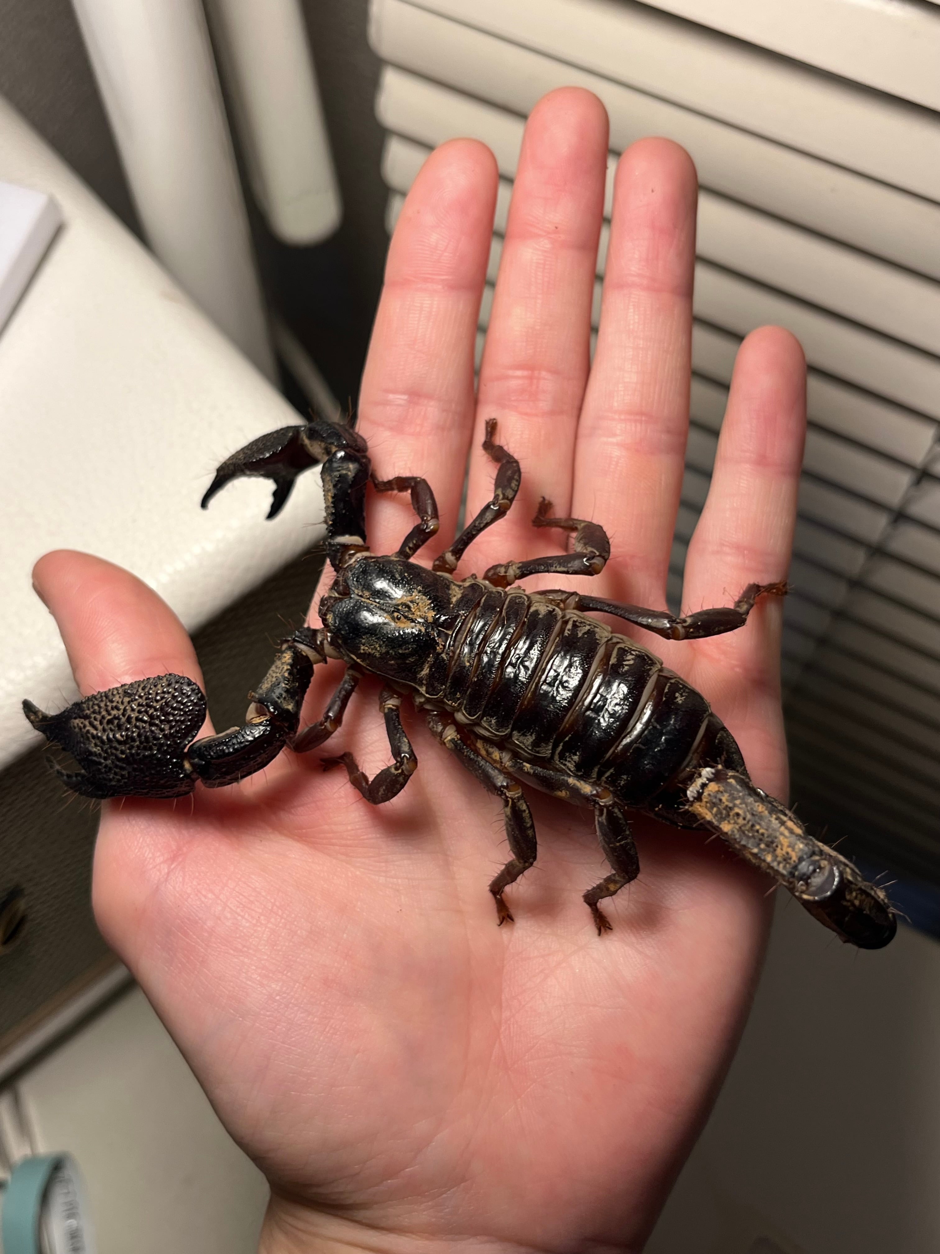 サソリ | オモニキチュウ