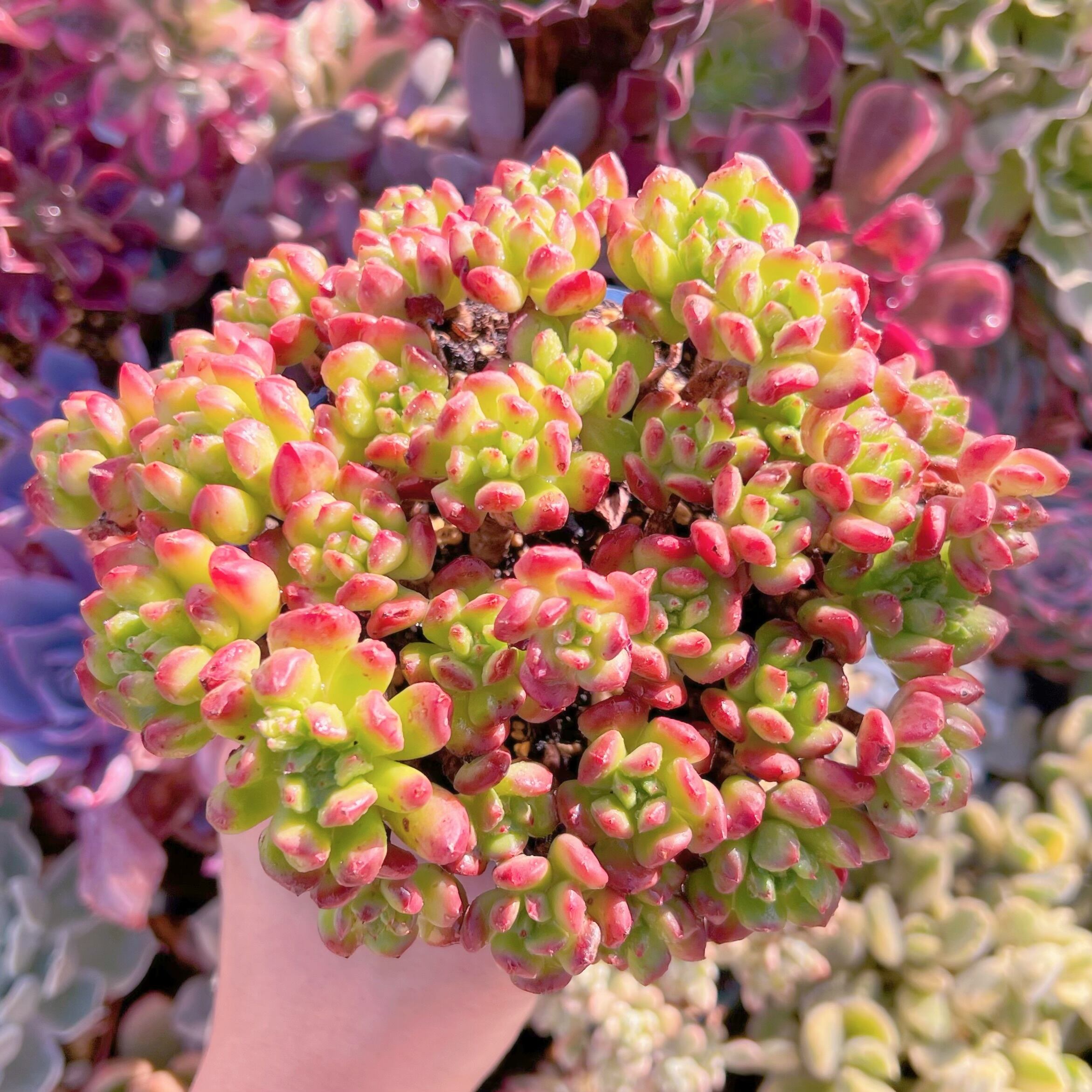 現品　ランタン#680   るる農園