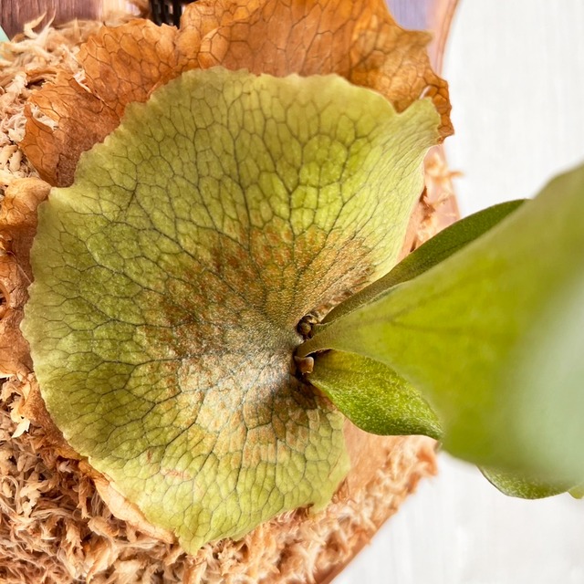 ビカクシダ ビフルカツム 板付 【観葉植物 室内 コウモリラン】