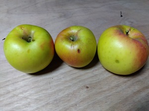 ぐんま名月 １０ｋｇ家庭用