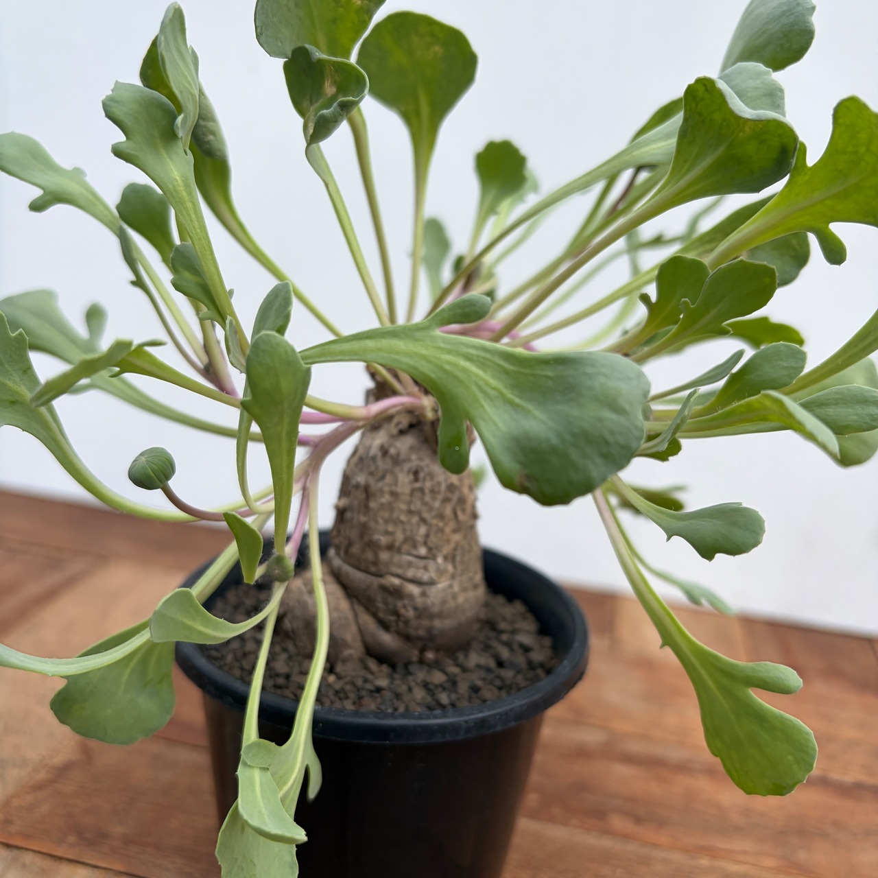 Othonna hederifolia【オトンナ・ヘデリフォリア・実生】