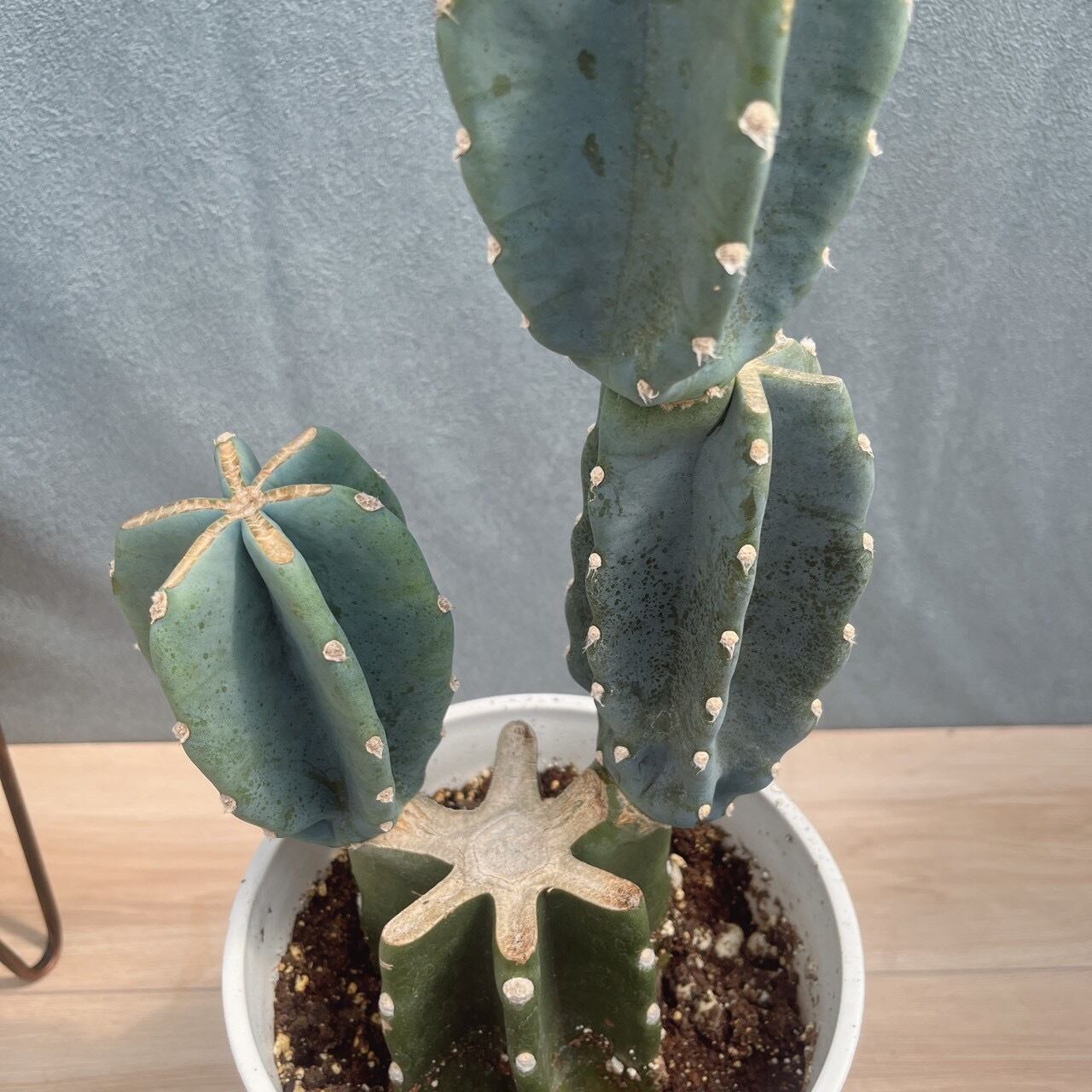 現品］☆人気☆ 34番 柱サボテン 鬼面角 ブランチ 6号 観葉植物 室内