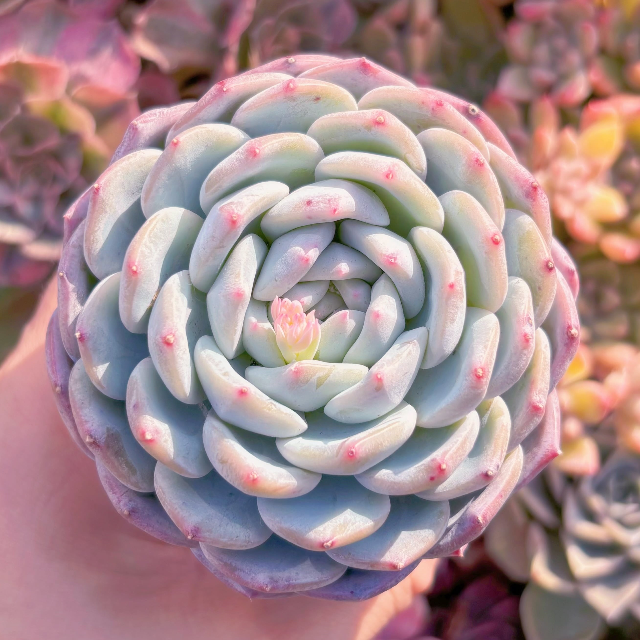 多肉植物　ニューボア　新入荷　るる農園