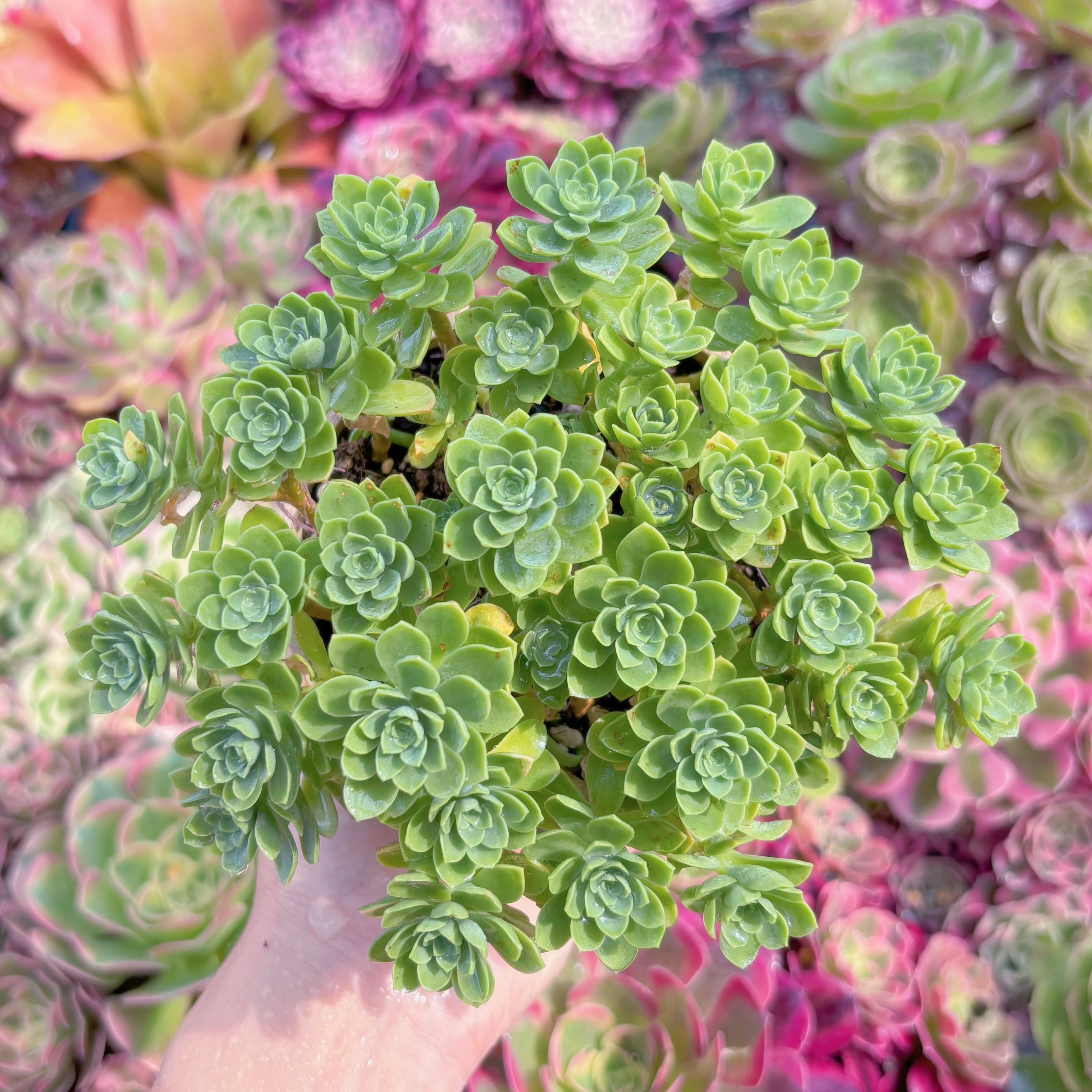 現品　薄化粧#G023　新入荷　るる農園
