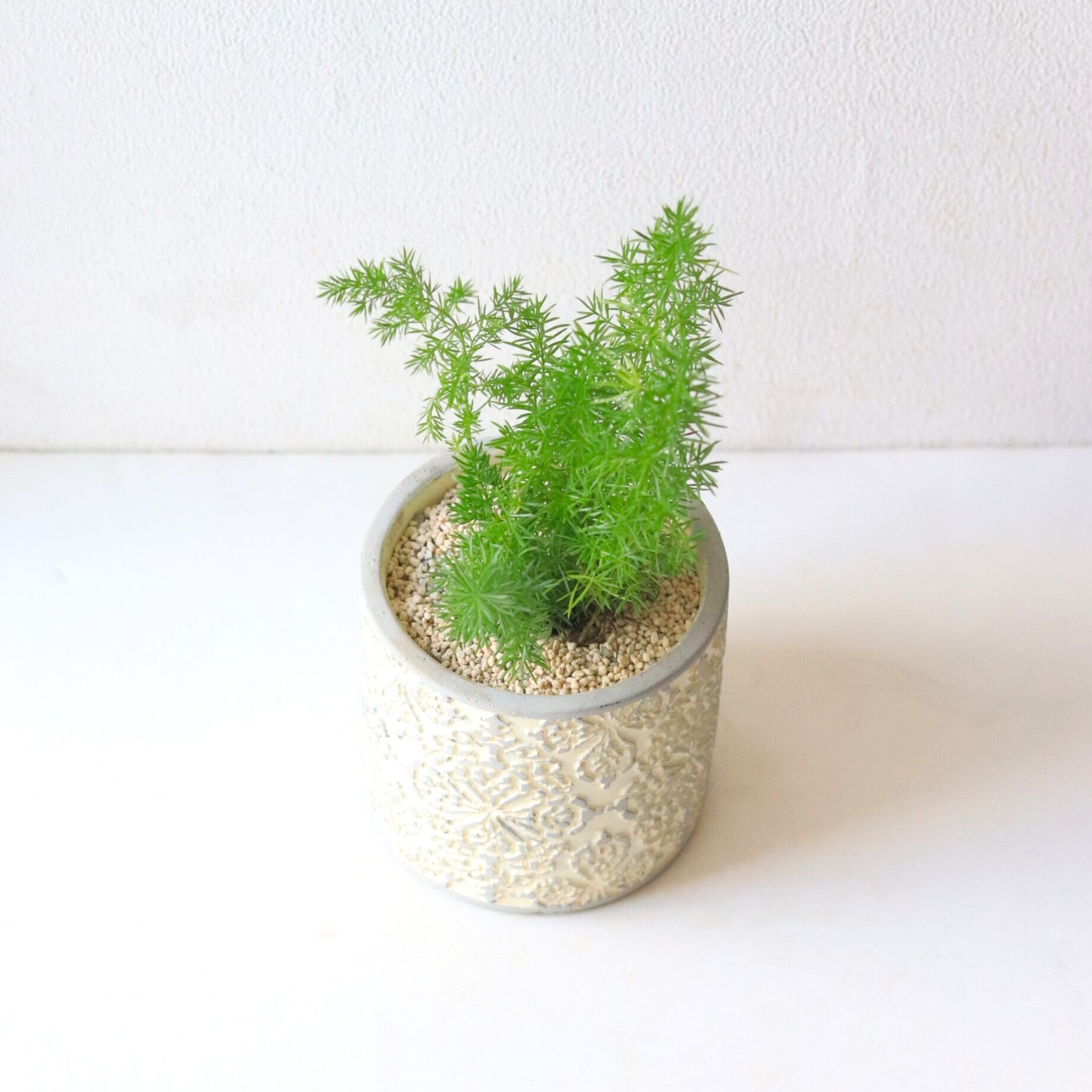 グリーン】アスパラガスメイリー | ジーフラットインテリアショップ