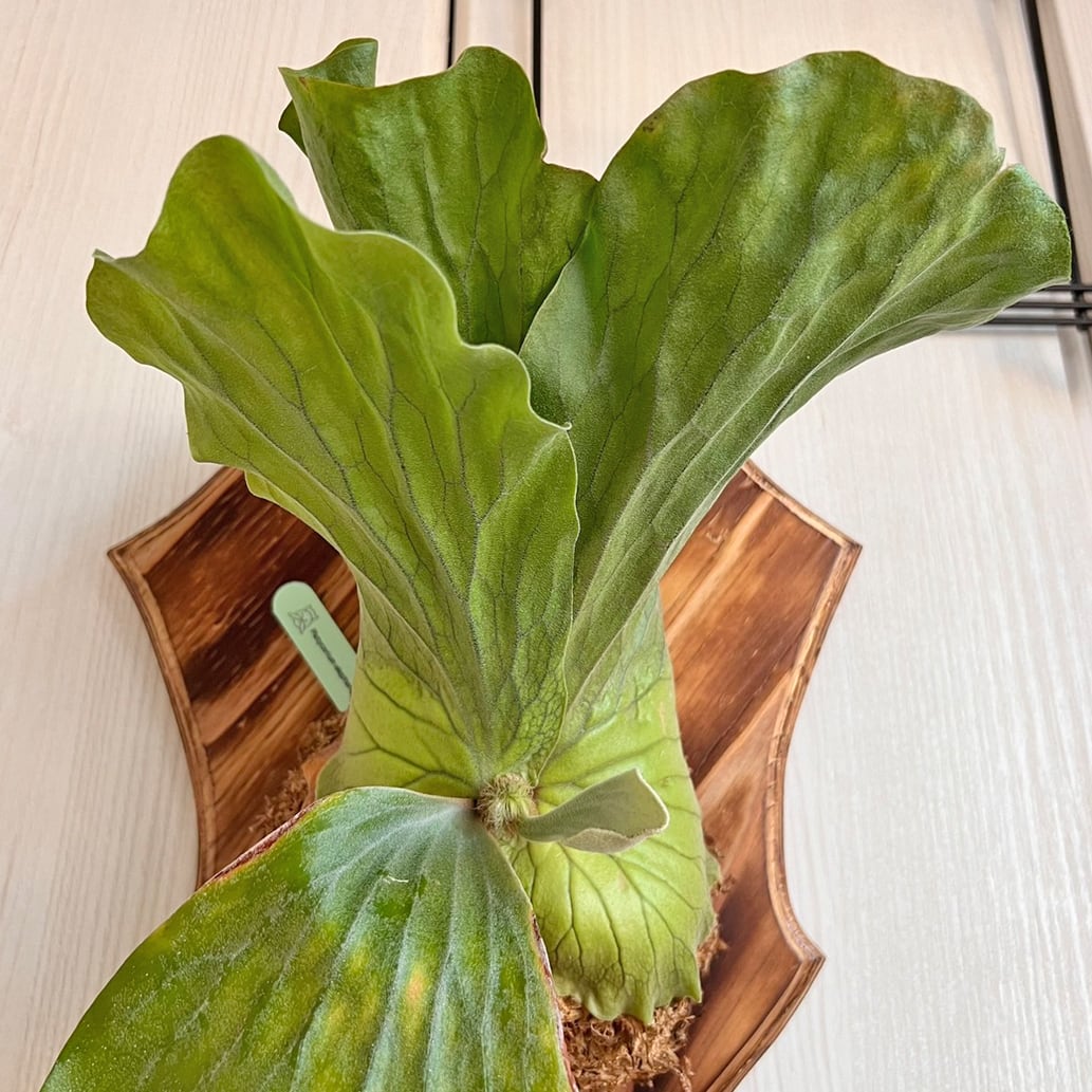 ビカクシダ エレファントティス 中株 板付 【観葉植物 壁掛け コウモリ