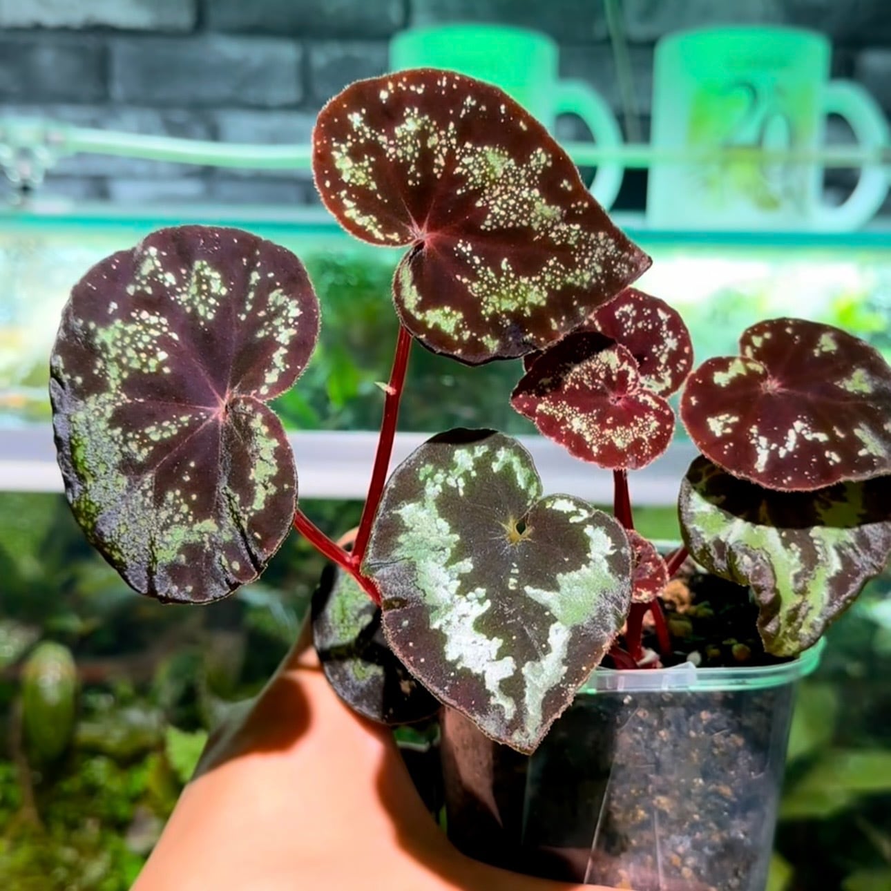 ベゴニア 出雲の煌星 ピンク斑入り カット苗 ベゴニア 出雲の煌星 斑入り -Begonia Izumo no Kiraboshi variegated