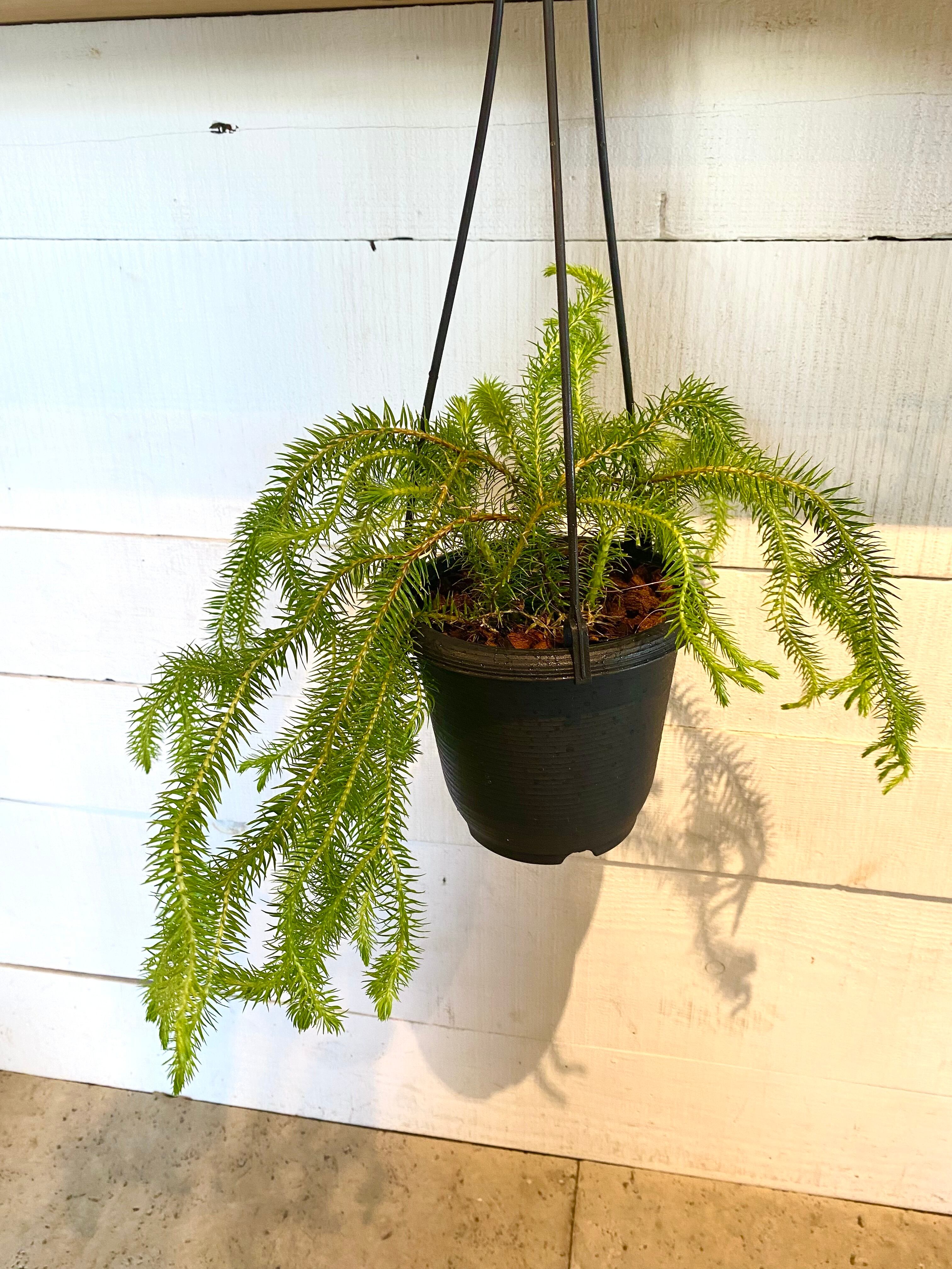 フペルジア・スクアローサ ニューギニア ※5号鉢サイズ | Botanical56