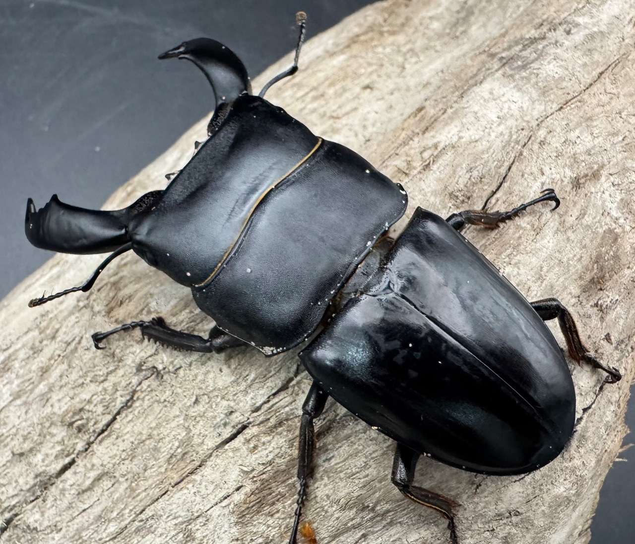 【WD】《スマトラオオヒラタ ベンクール産 84.5mm ペア》