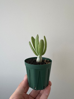 【新着】Tylecodon reticulatus 2 万物想【可愛い国内実生】チレコドン レティキュラーツス