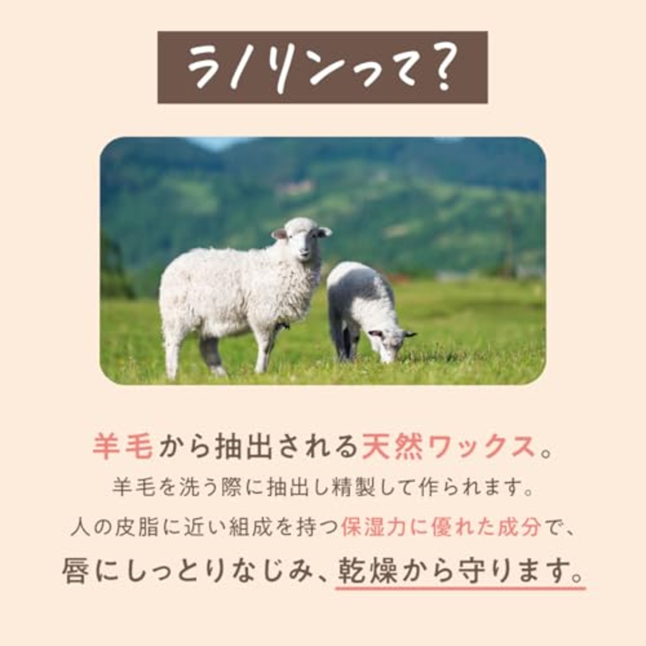 daily delight(デイリーディライト) リップバーム プレミアムバニラ 10g(リップクリーム 缶入り 唇用保湿クリーム 上質なバニラアイスクリームの香り)