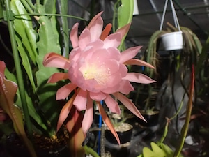 Epiphyllum hybrid 'Lotus Queen'　１０．５ｃｍＰＯＴ　３．５号鉢