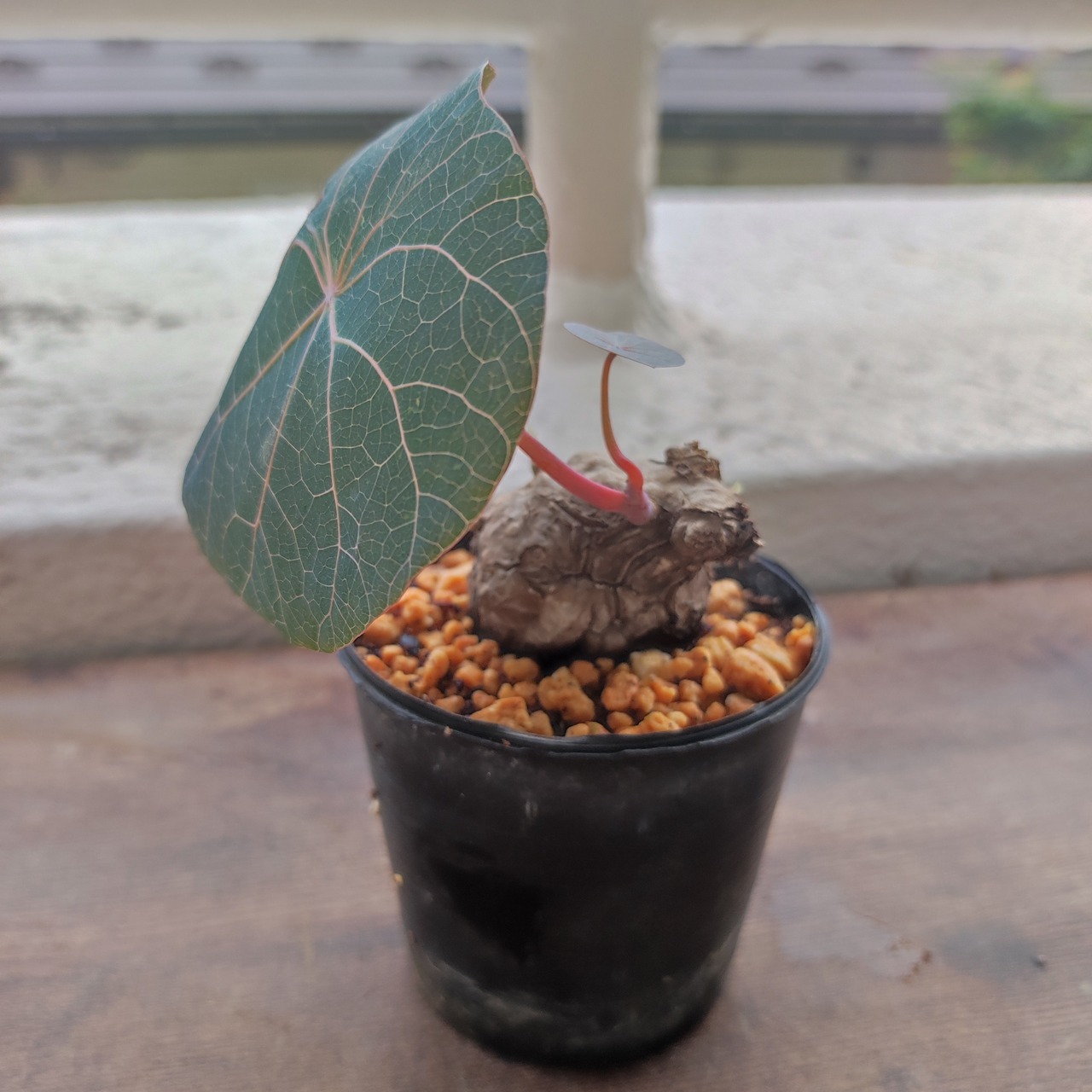 Stephania kaweesakii / ステファニア・カウィーサキ③