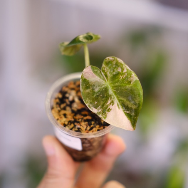 ALOCASIA HEART BALLON PINK VARIGATED / アロカシア ハートバルーン ピンク斑入