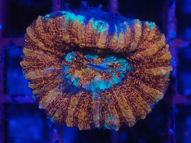 WA Scolymia (WestAustralia) 1