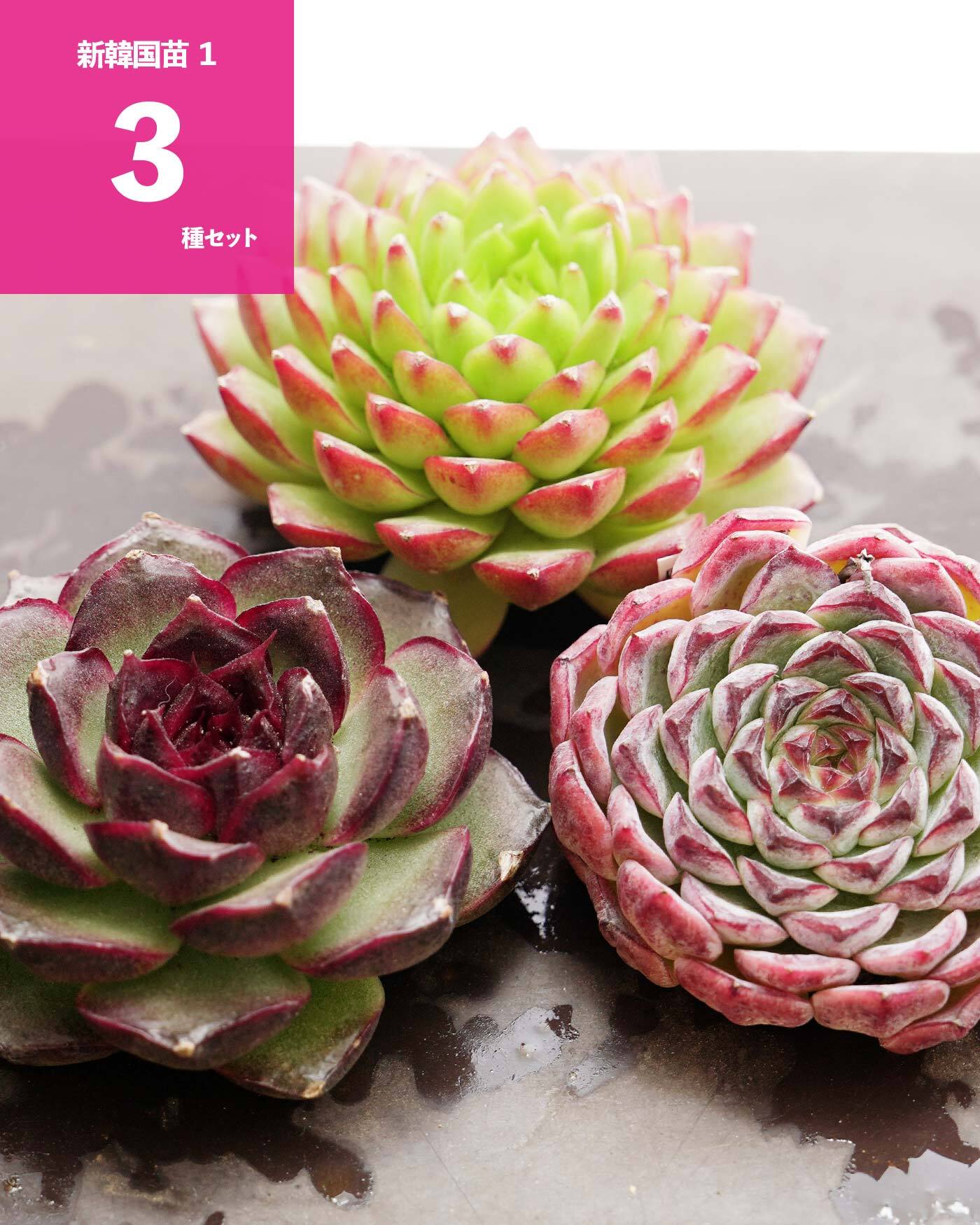 【白蛇伝】確定子株付き　子株多数　極上株 i-img900x1200-