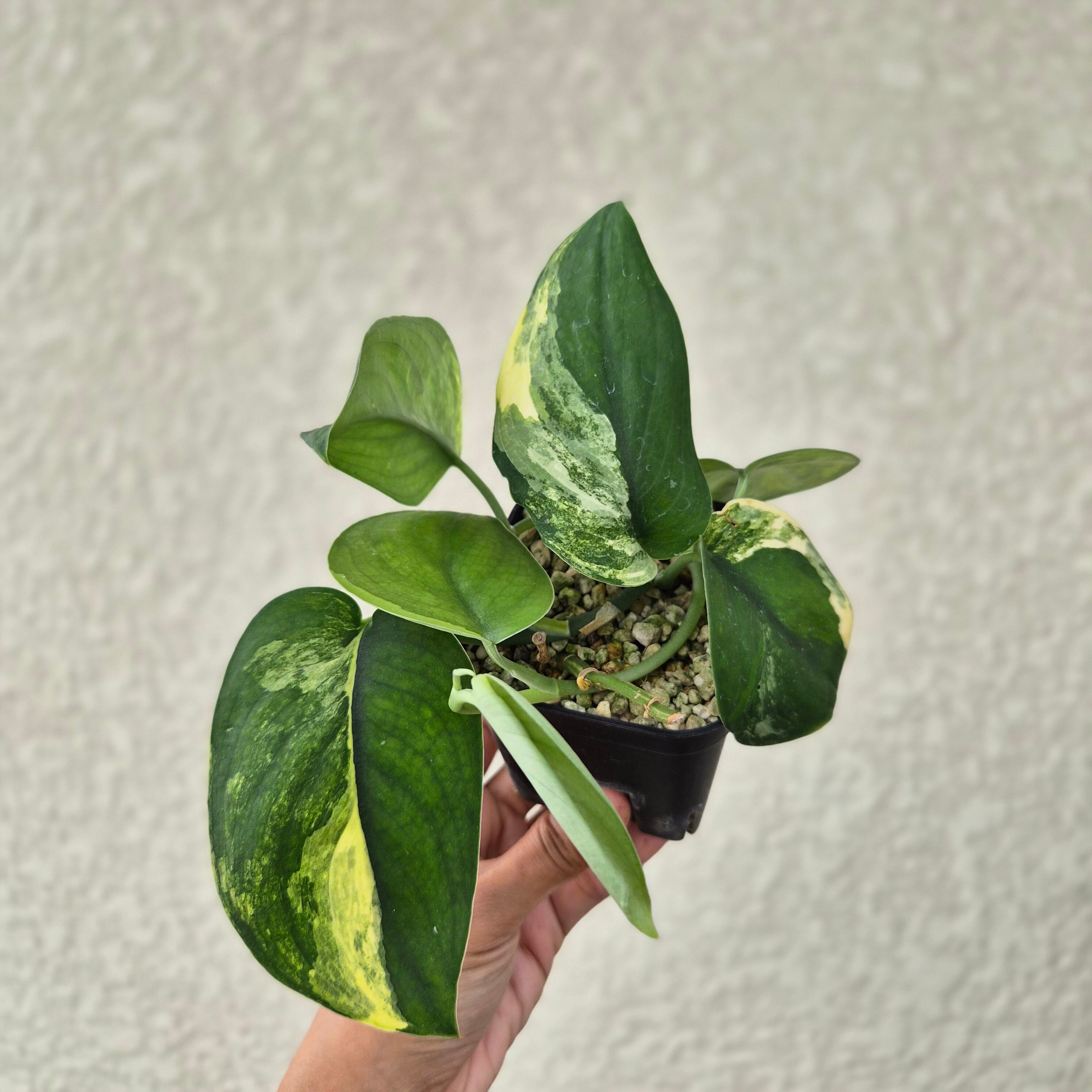 《スキンダプサス ジェイドサテン バリエガータ》Scindapsus Jade Satin Var. / 斑入り観葉植物 / ポットで発送