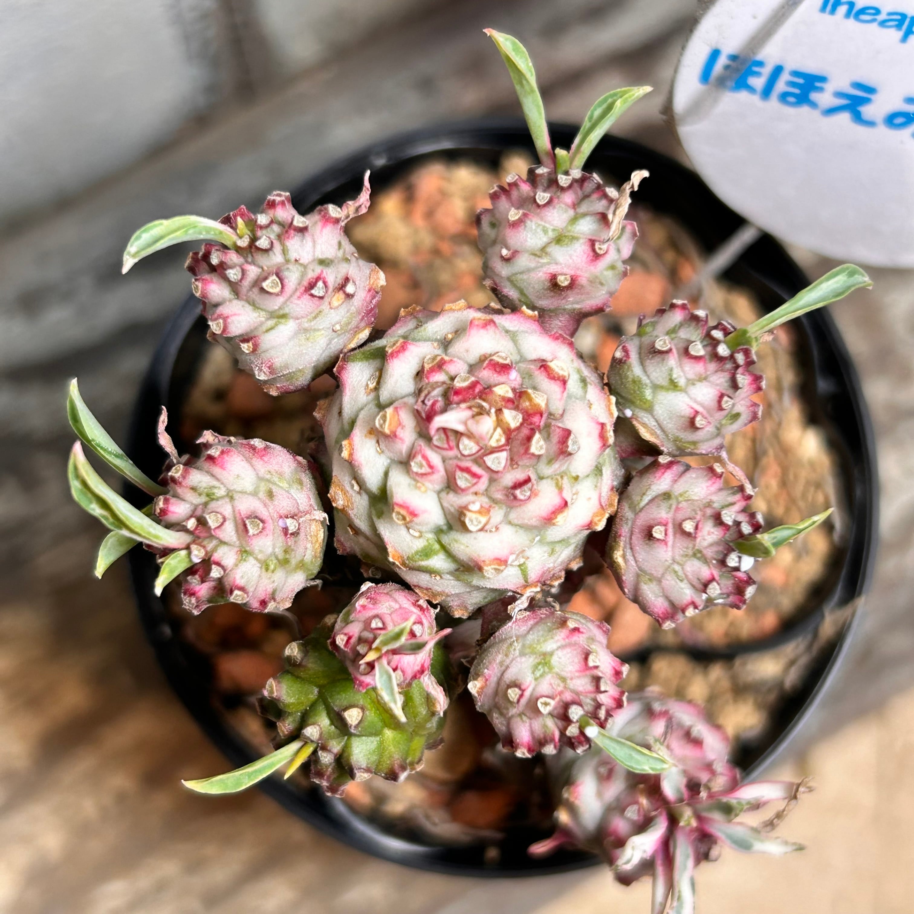 多肉植物 韓国苗 小人の祭り錦 ③ 小人の祭り錦(覆輪錦) | 多肉植物 豆彦商店