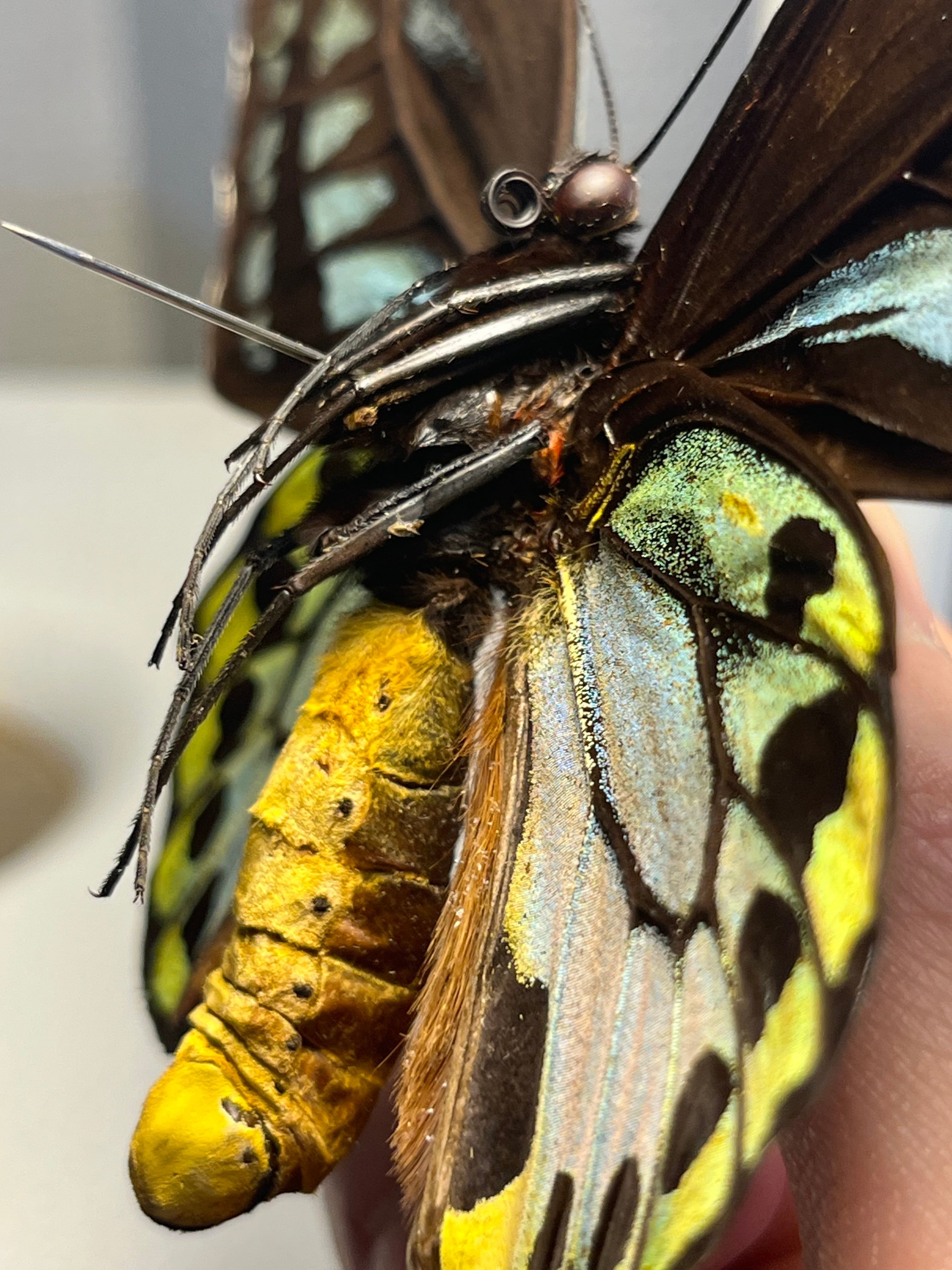 アカメガネトリバネアゲハ 外国産蝶標本 モルフォ 蝶 標本 野外採集品 蝶の標本 アオメガネトリバネアゲハ 外国産蝶標本 モルフォ 蝶 標本 野外採集品