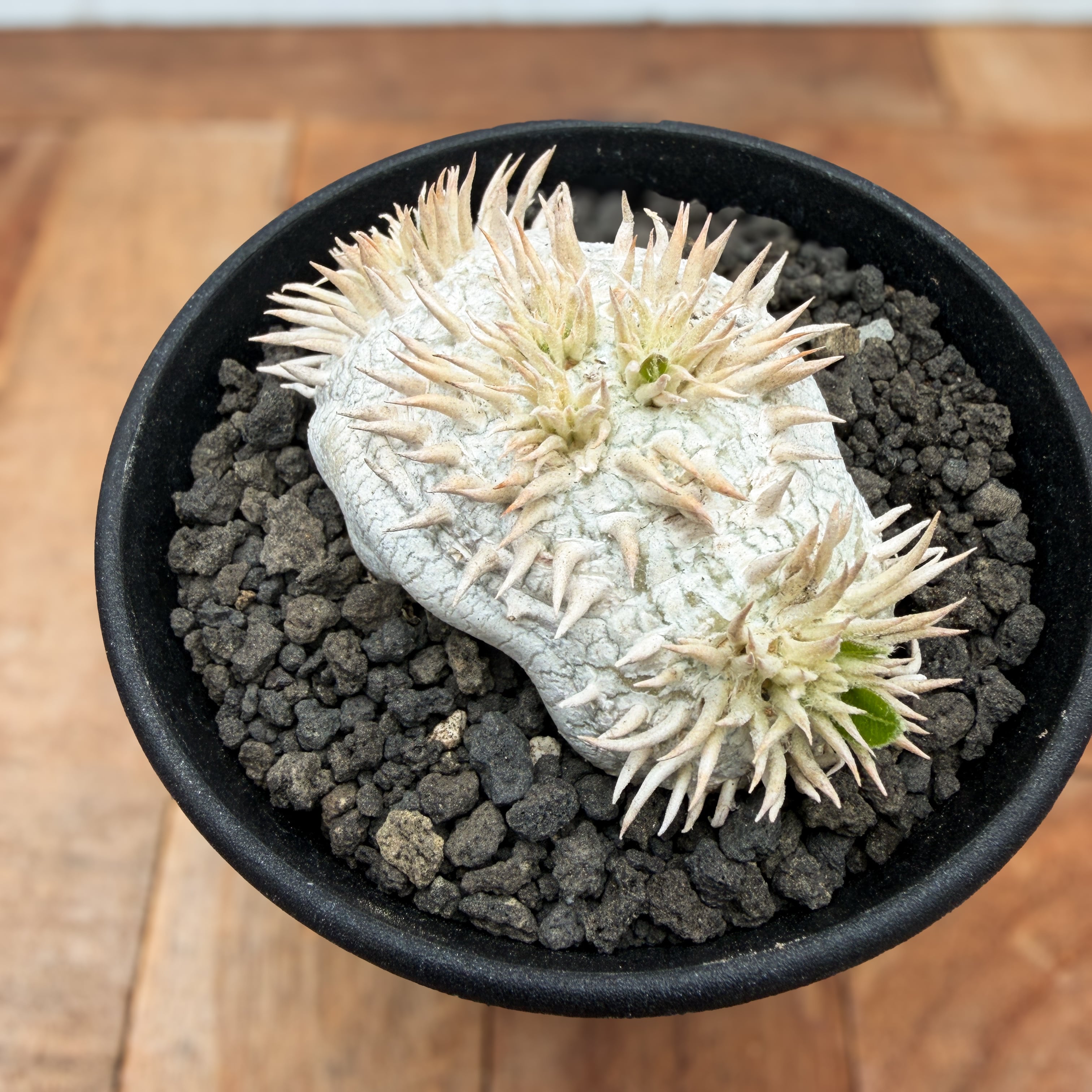 Pachypodium brevicaule ssp . Leucoxanthum【パキポディウム