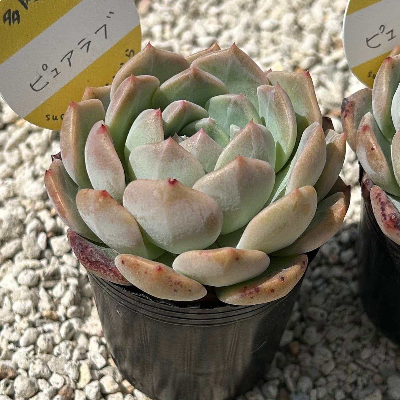ルビーティント 3カット 多肉植物 | Succulent 花うらら 〜多肉植物