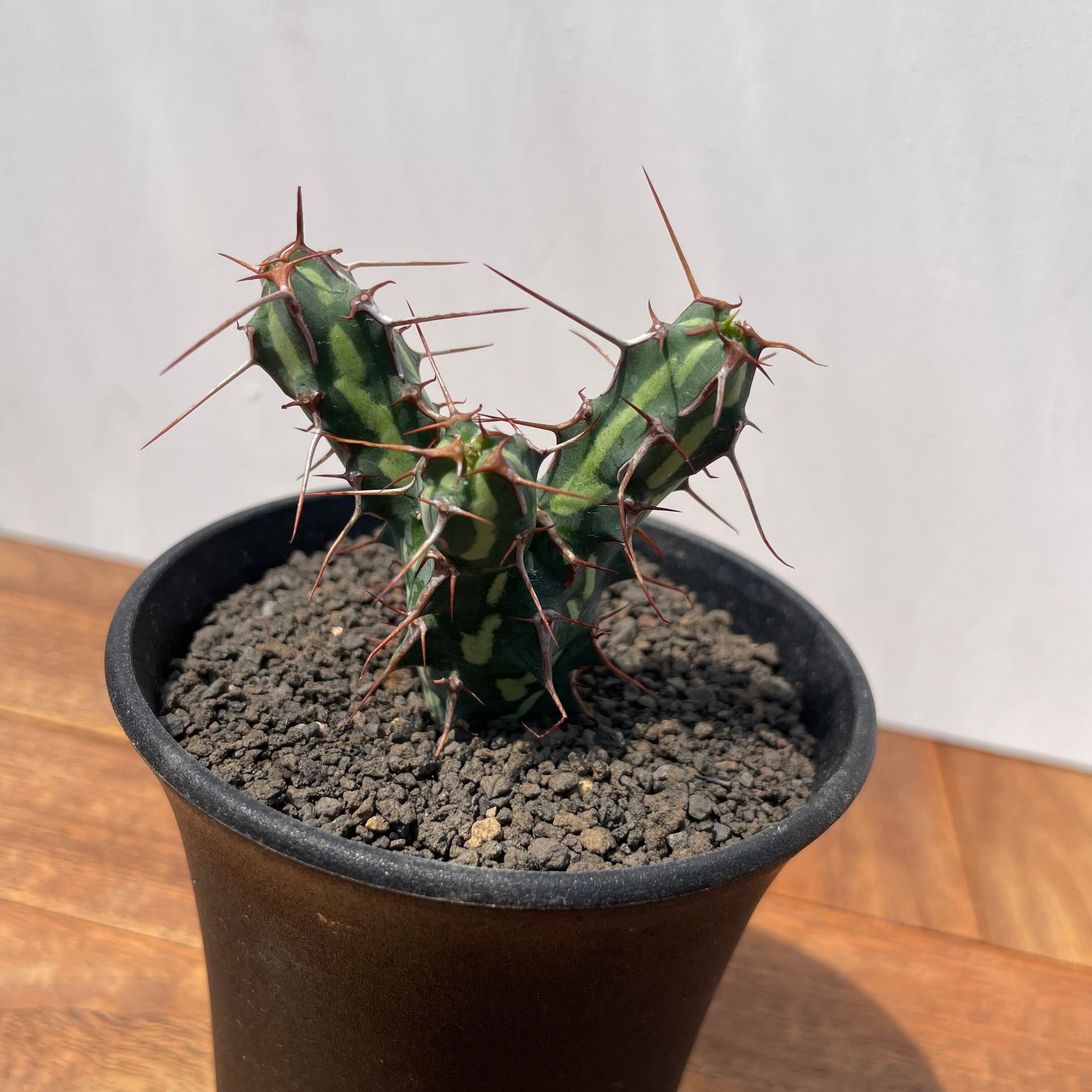 Euphorbia kalisana【ユーフォルビア・カリサナ】 | RIMO'S GREEN