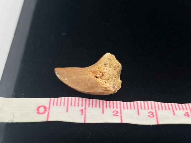 化石（モササウルスの歯）