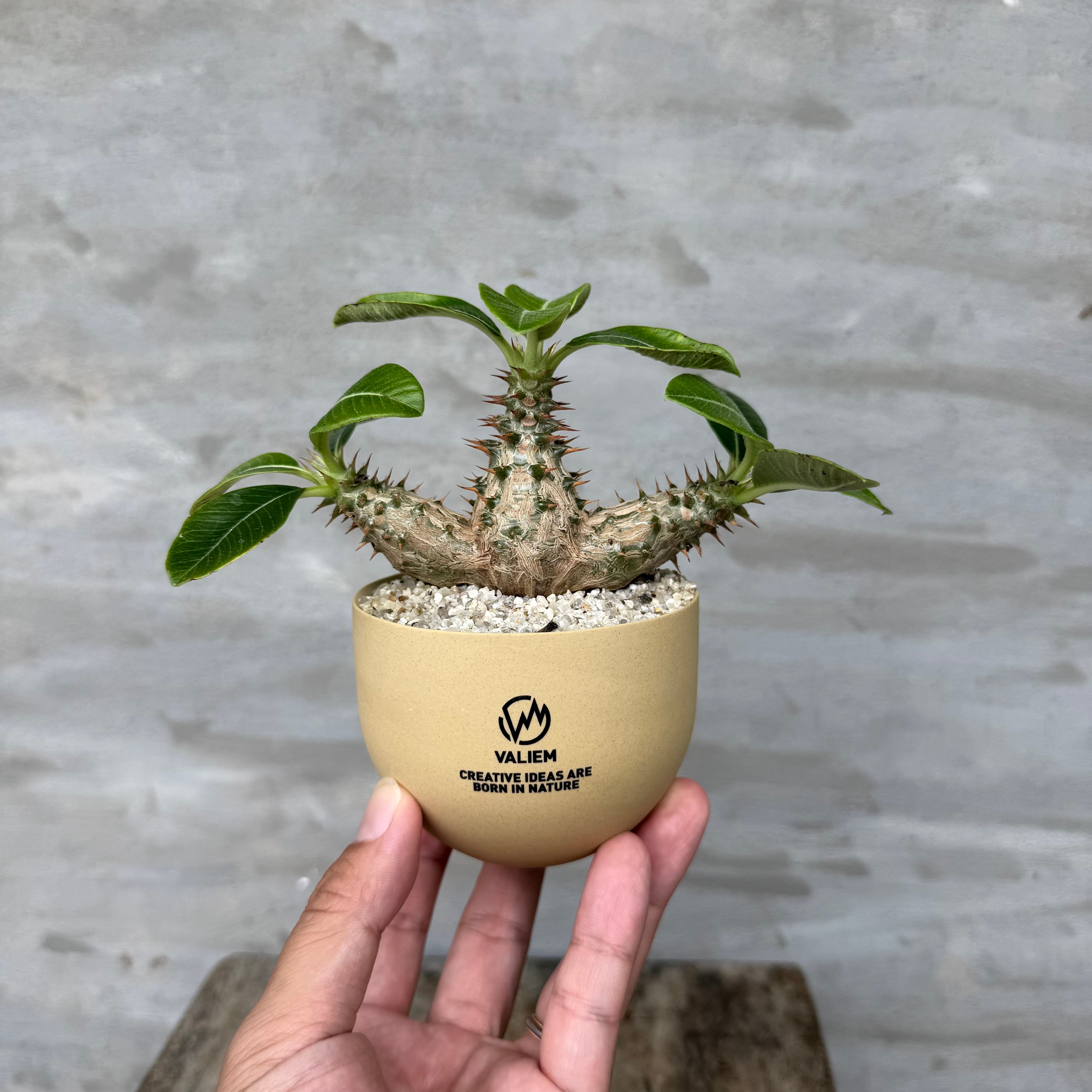 8/10（月）21:00より再販！【植物鉢】 Valiem GHOST（BOWL / Sサイズ